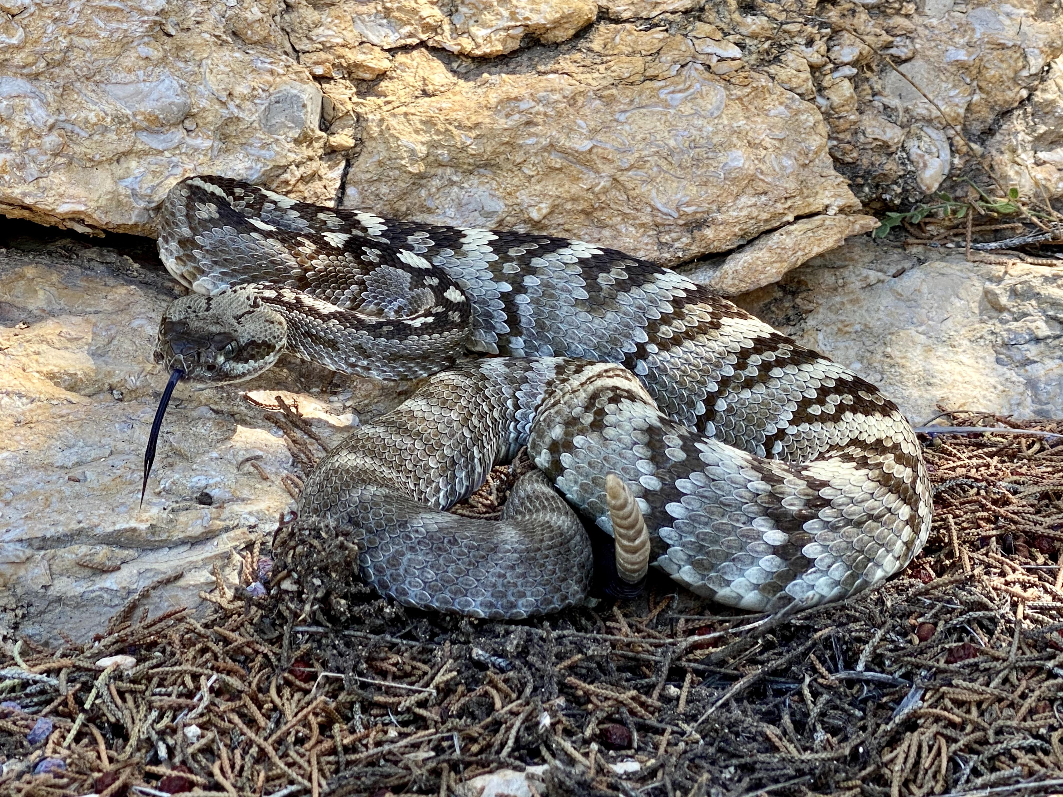 An ornate black tailed rattlesnake from the eastern TransPecos of