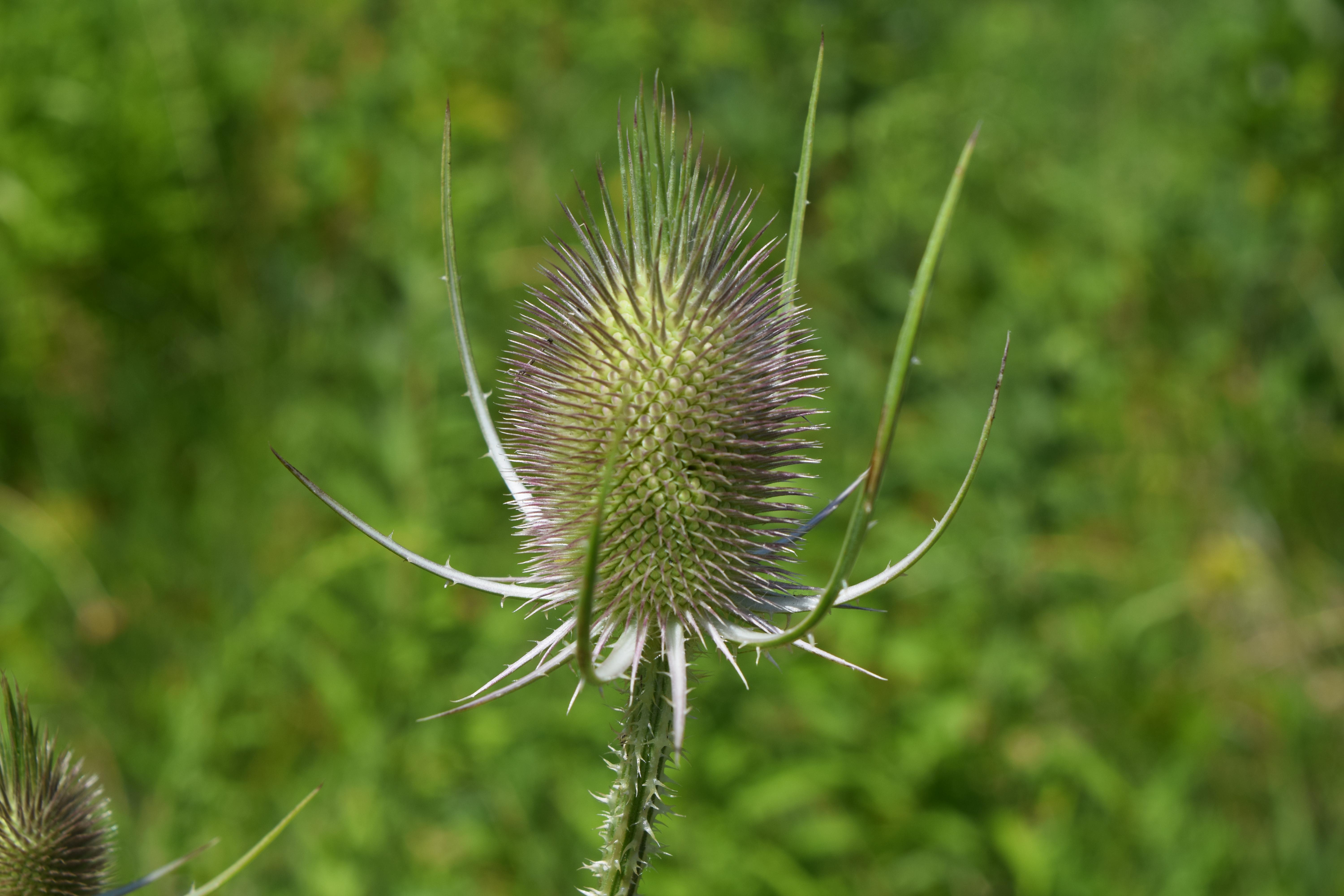 [Upstate/Western New York] [wild] A lot of these grow out near where I
