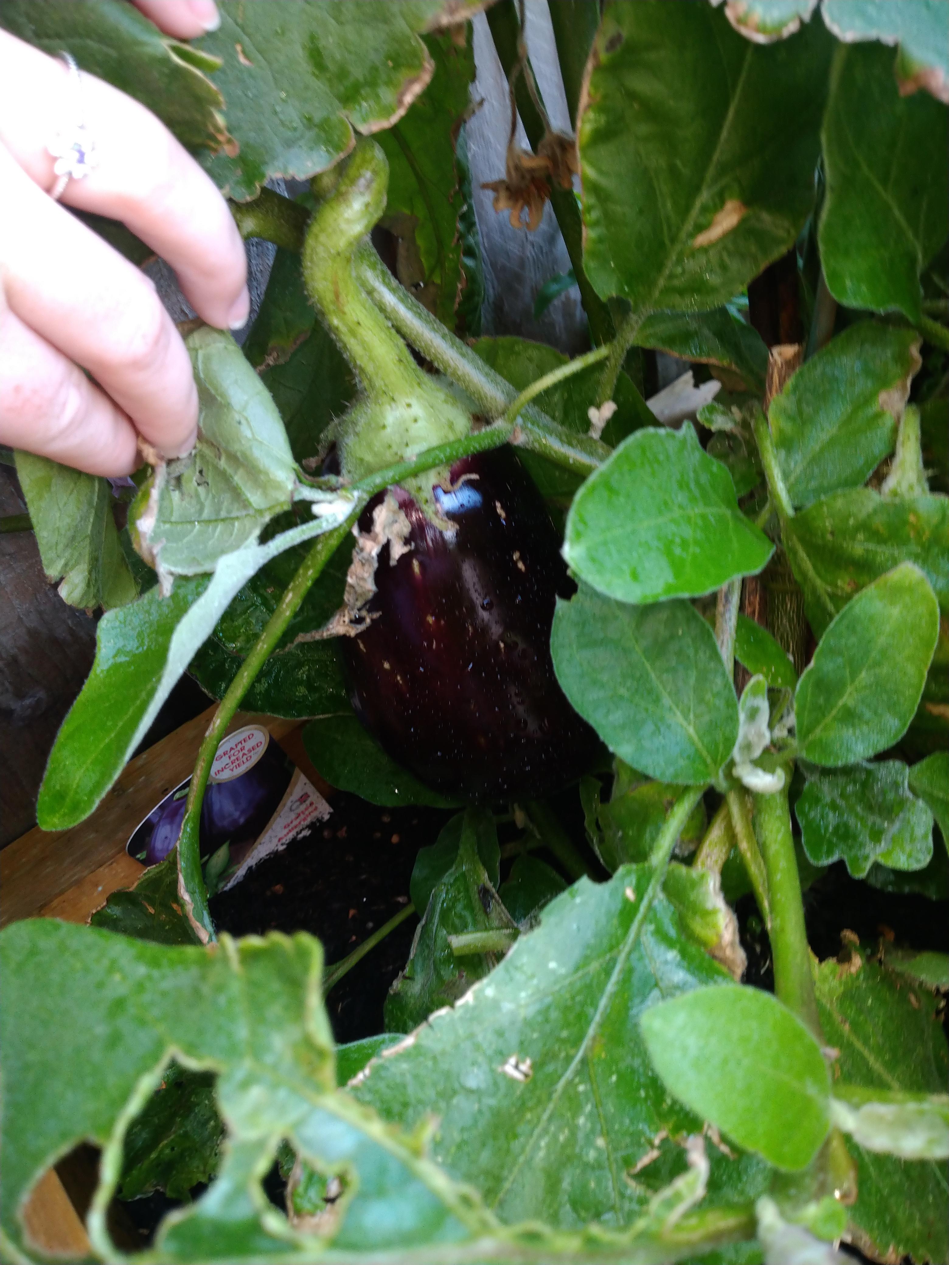 My first aubergine in my first garden! When do I pick it? I didn't