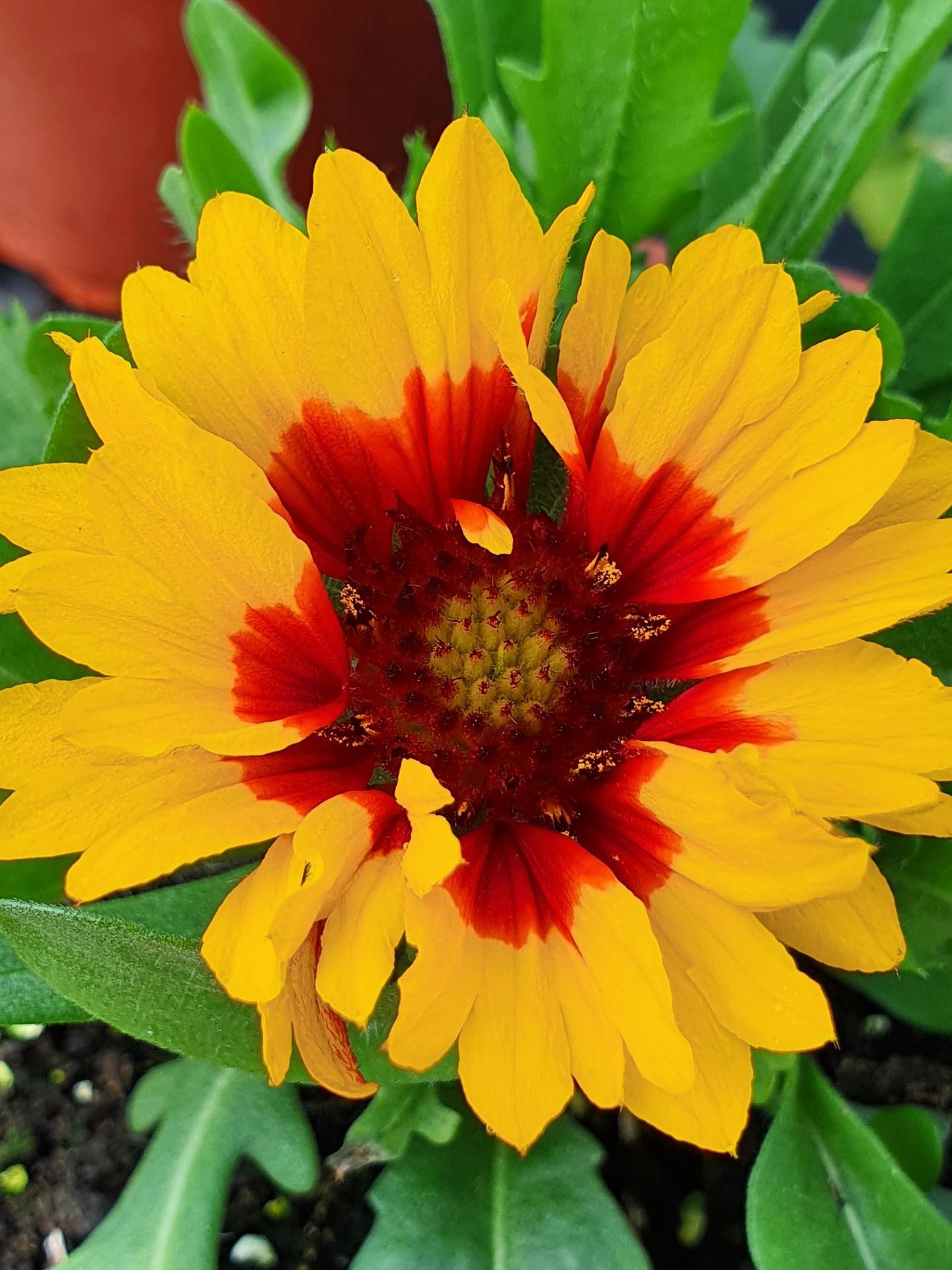 Gaillardia Spintop Yellow Touch r/flowers