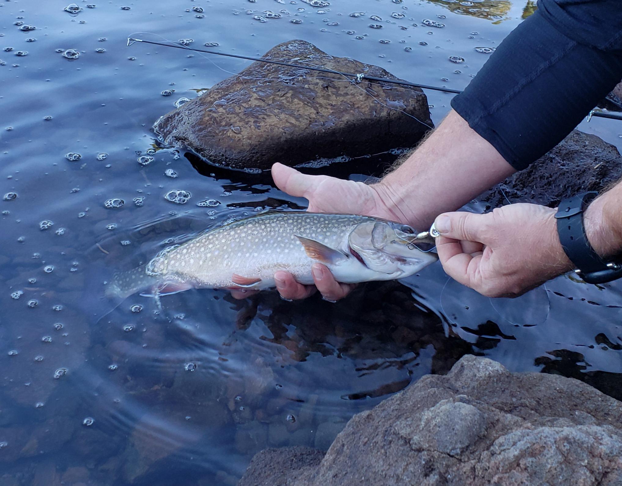 My friend caught this Brook Trout out of Scout Lake in Jefferson Park