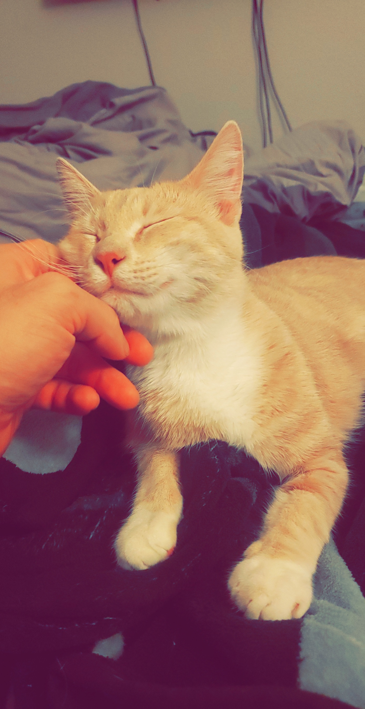 The happiest r/cats