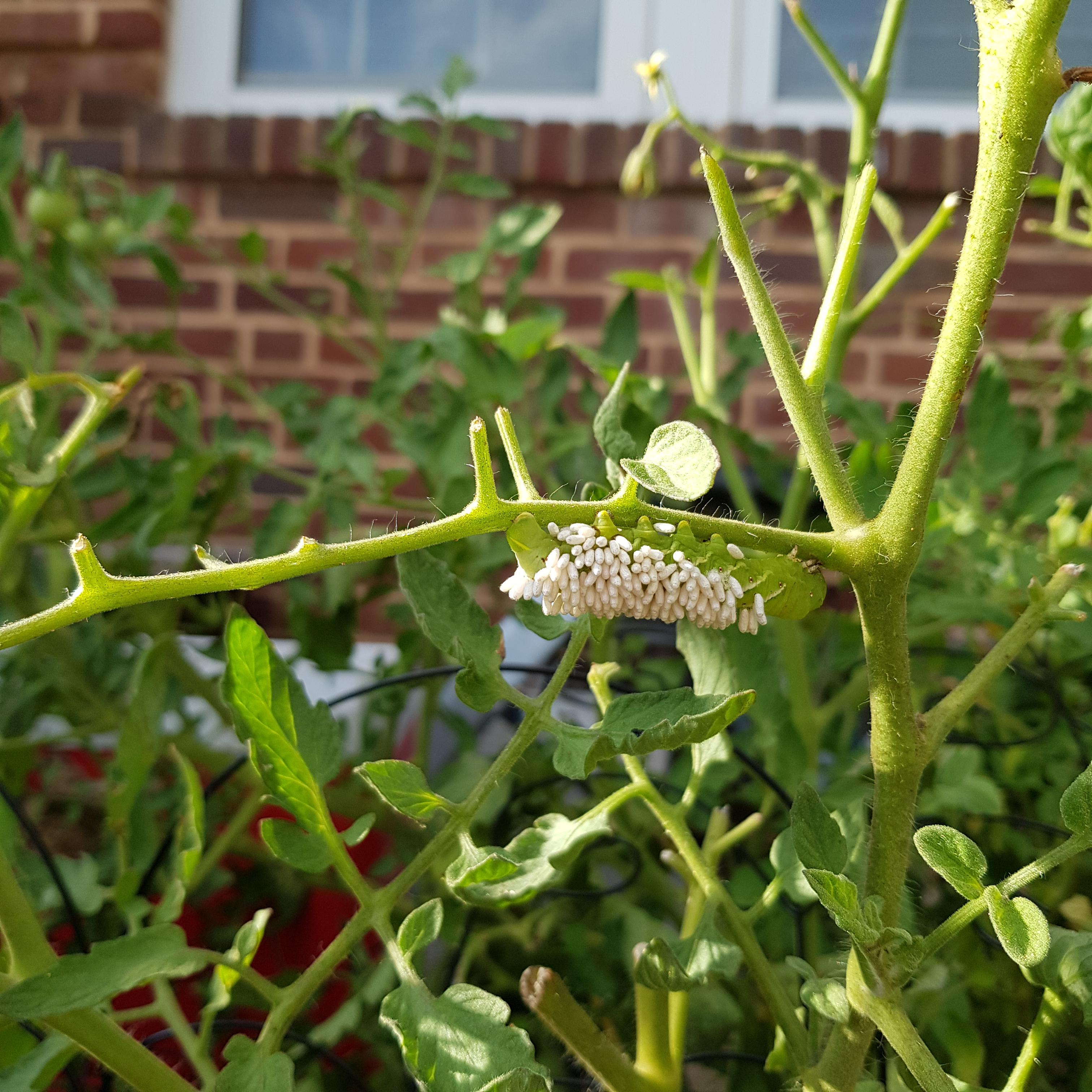 Butterfly eggs on tomato plant? September in Baltimore. r/Entomology