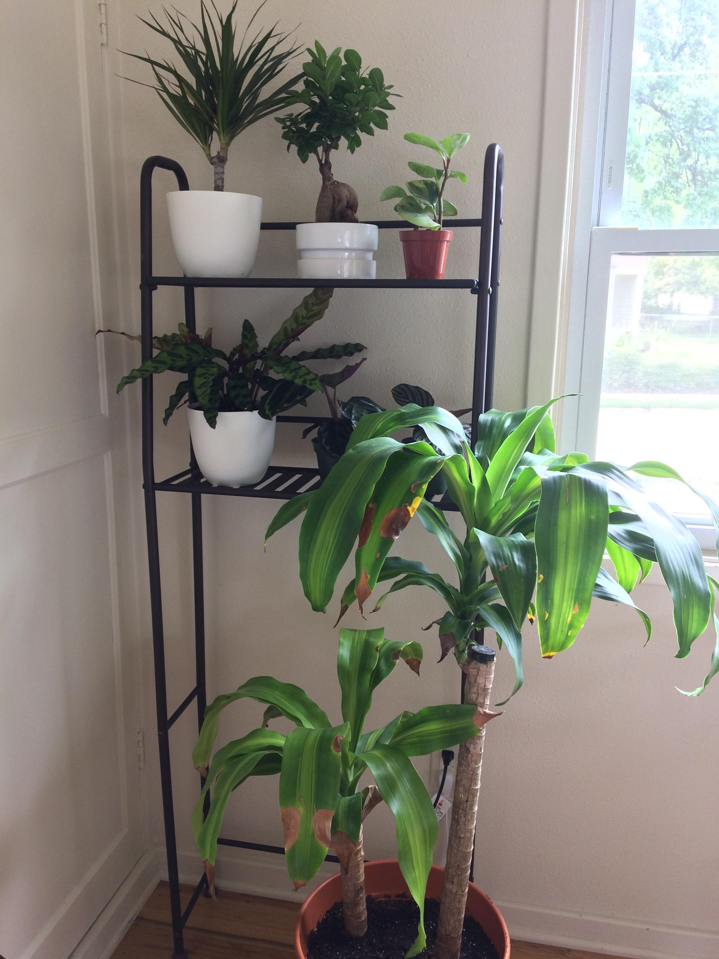 My newest plant corner, ft a mass cane I picked up for 5 from the