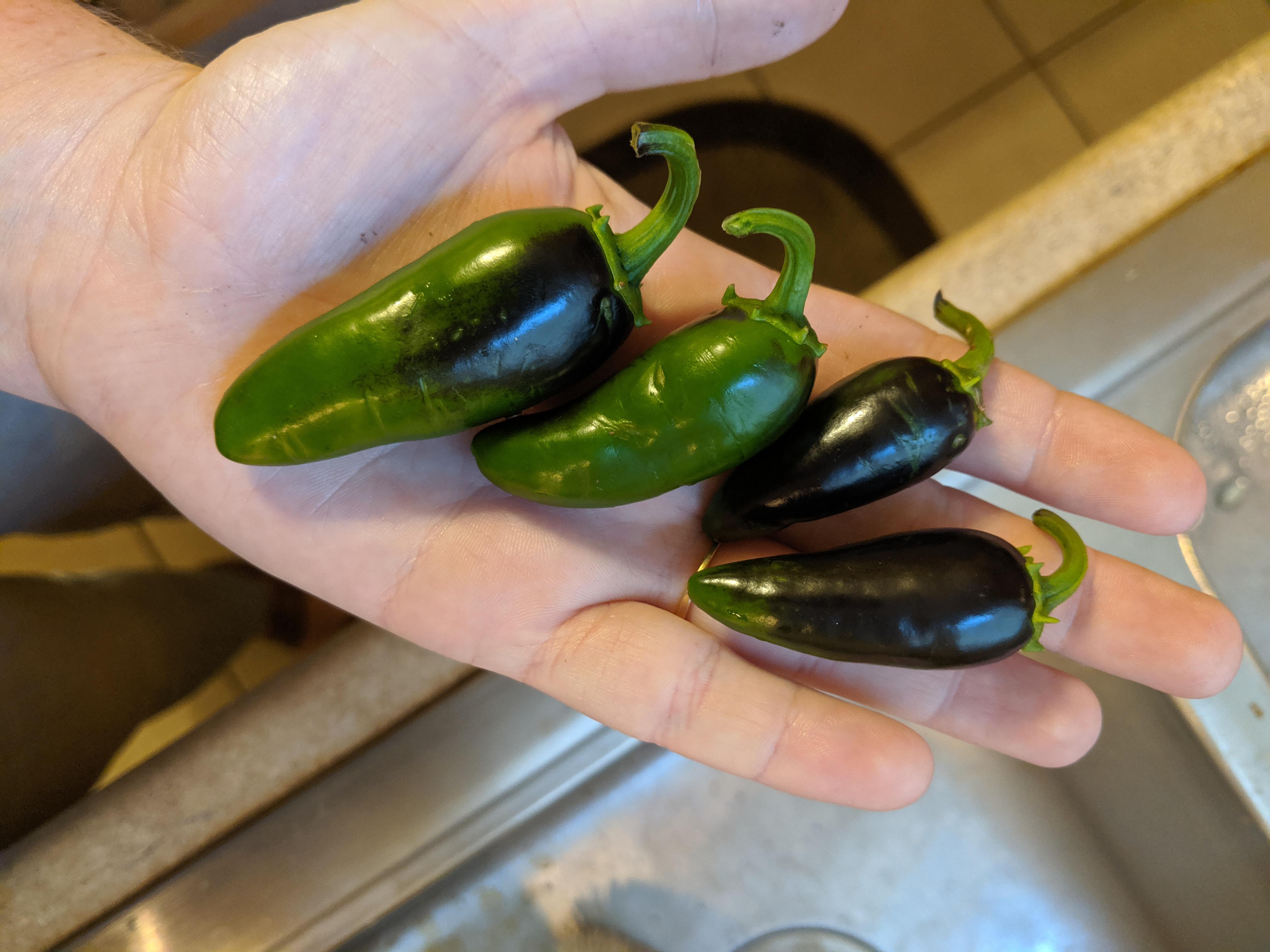 What's up with my jalapeños turning black? r/gardening