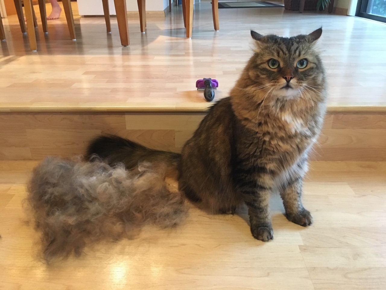 I somehow brushed a cat out of my cat r/SiberianCats