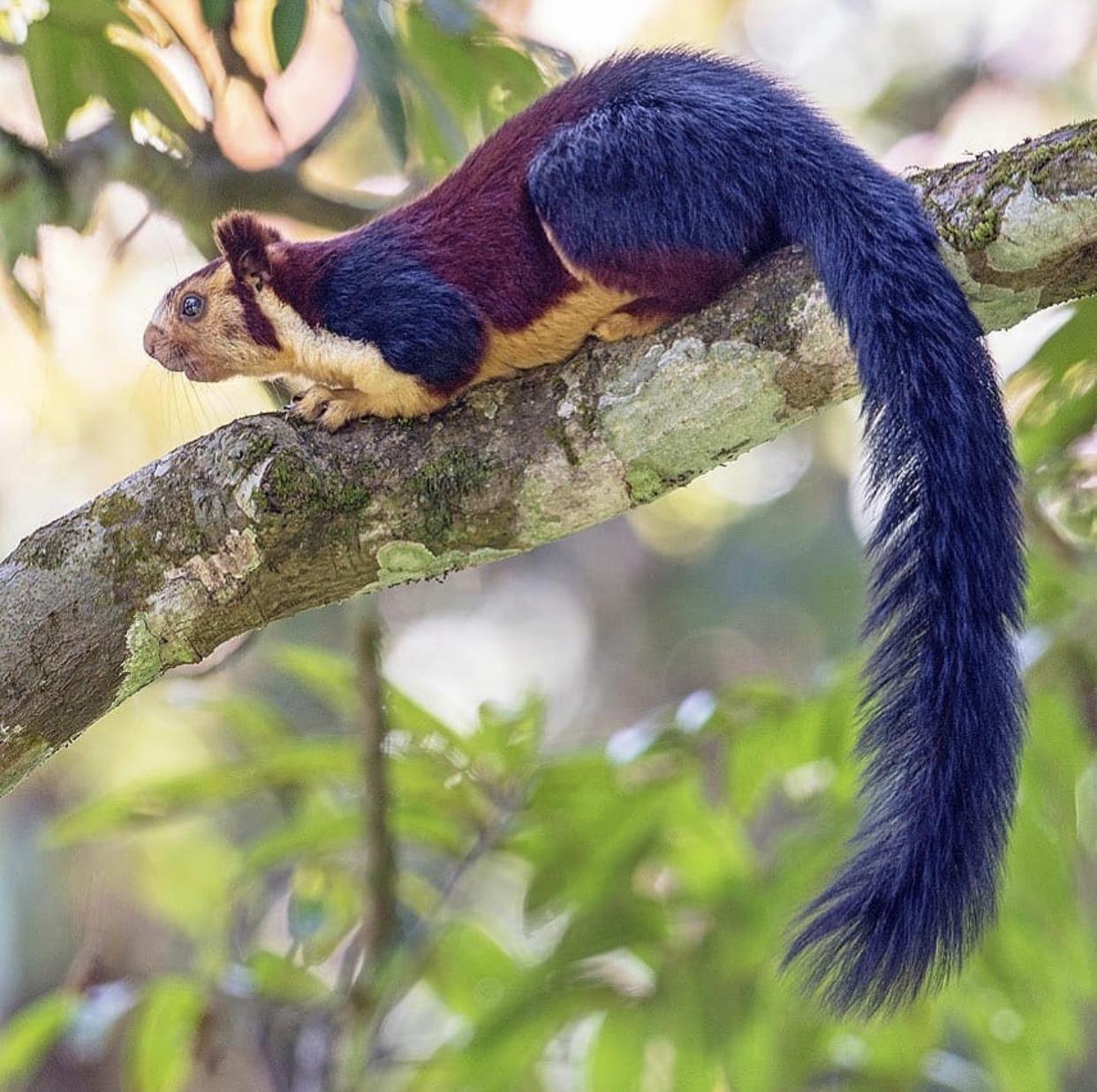 🔥 Indian Giant Squirrel aka Malabar Giant Squirrel, ‘rodent from the