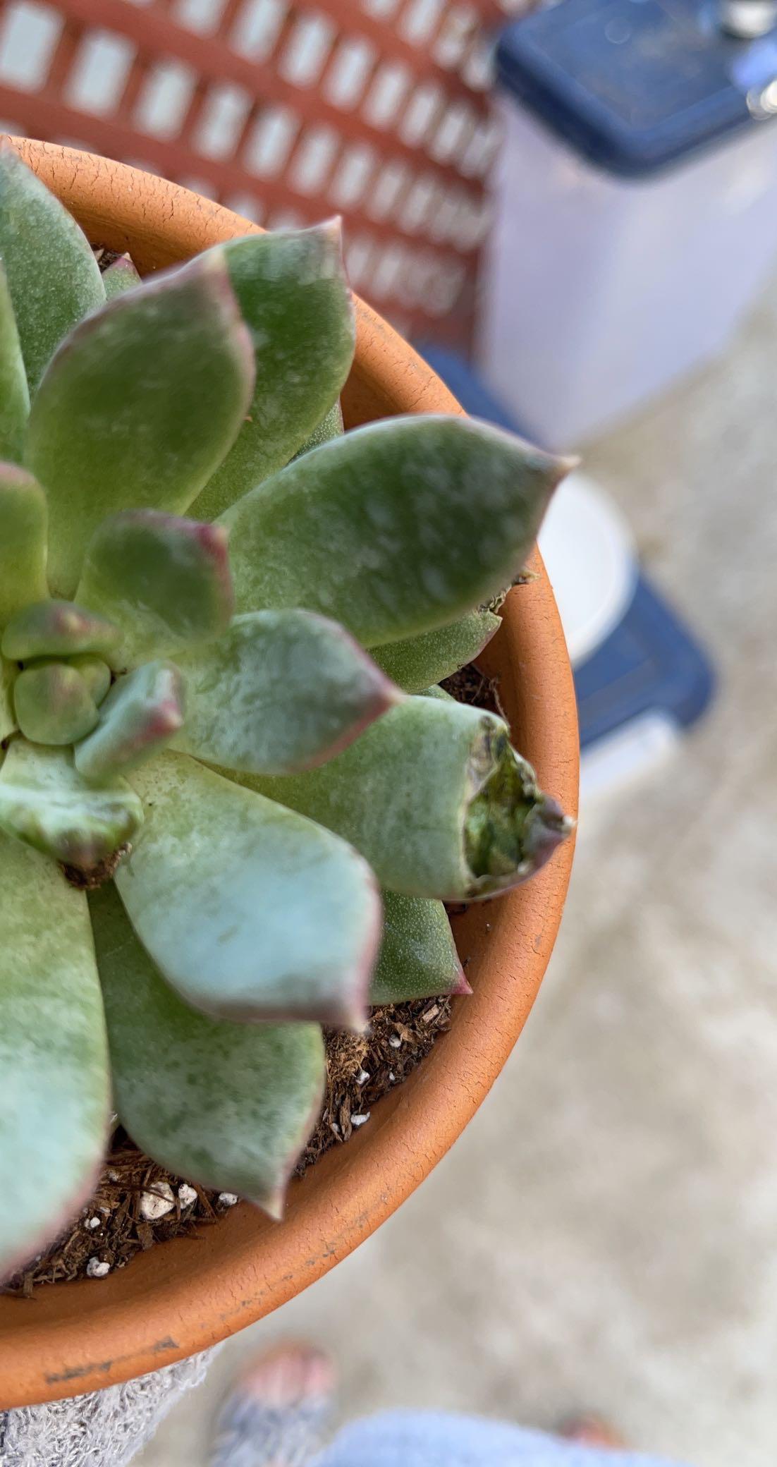 What is eating my outdoor succulents ?! r/succulents