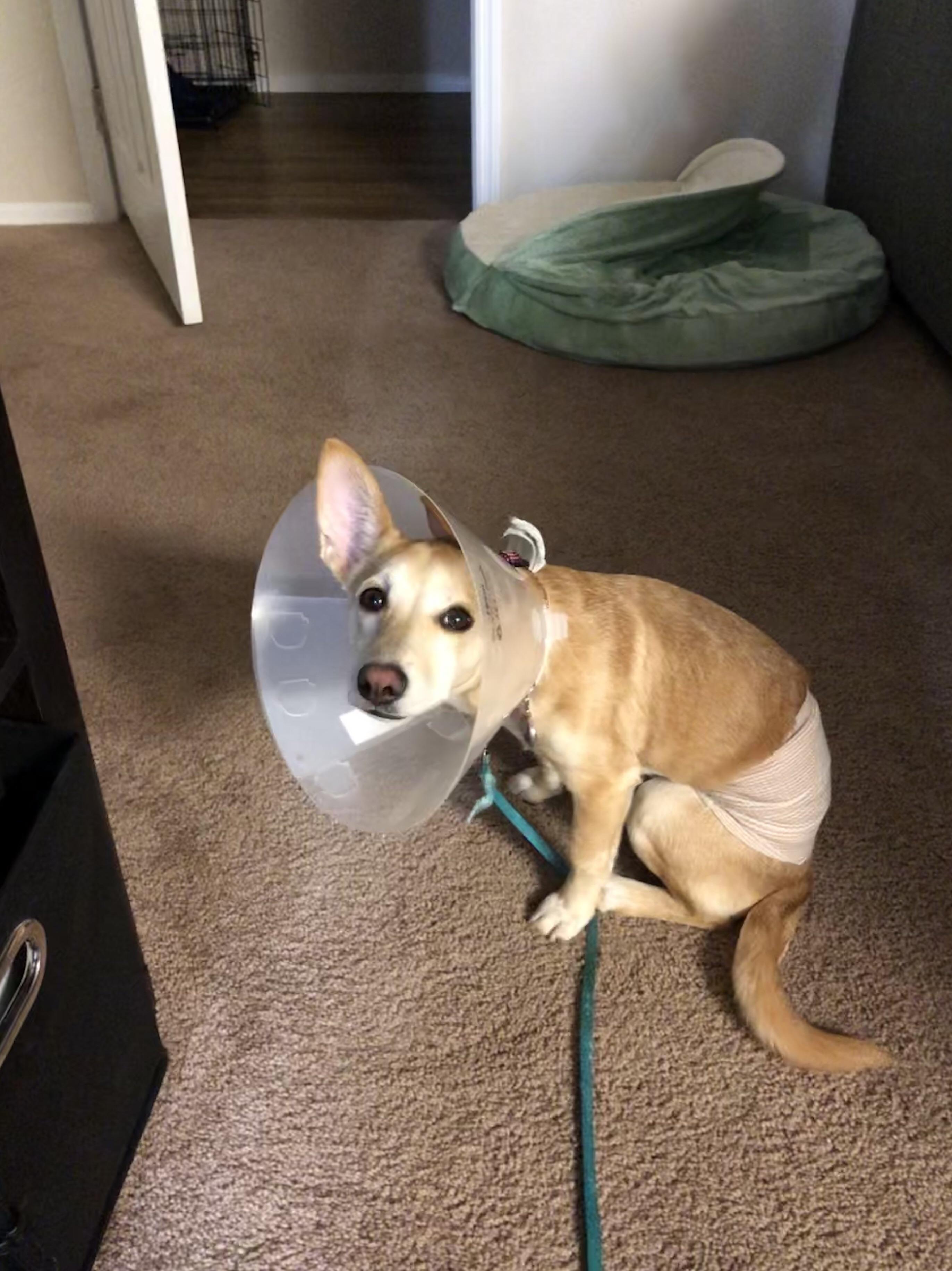Begging me to take the cone off r/coneofshame