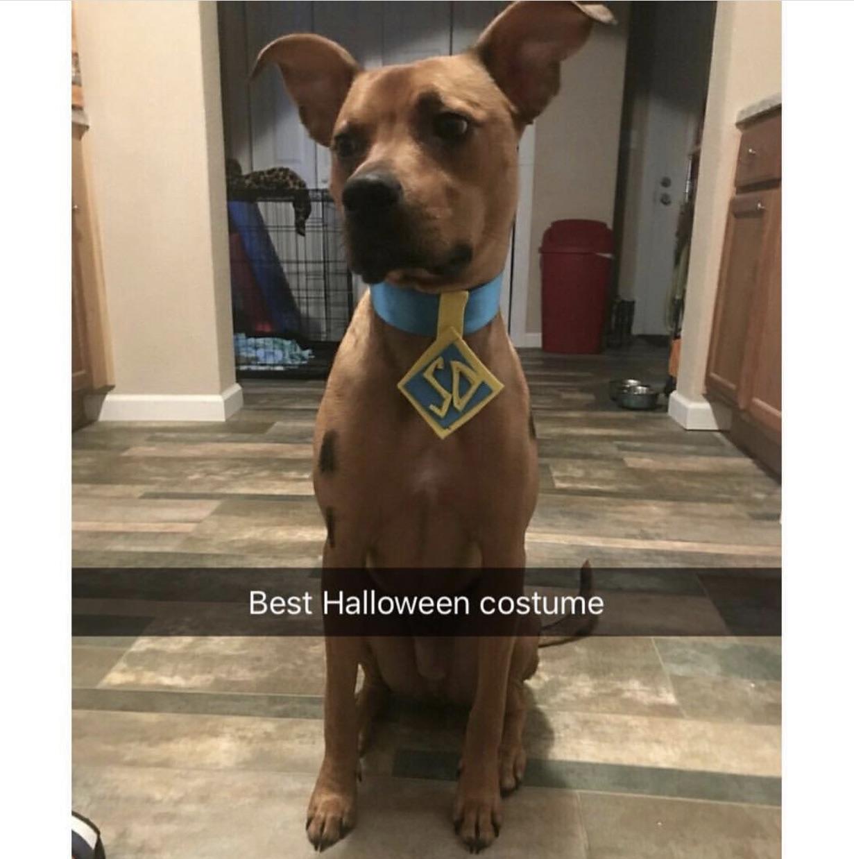 Funny Dog Costumes r/halloween