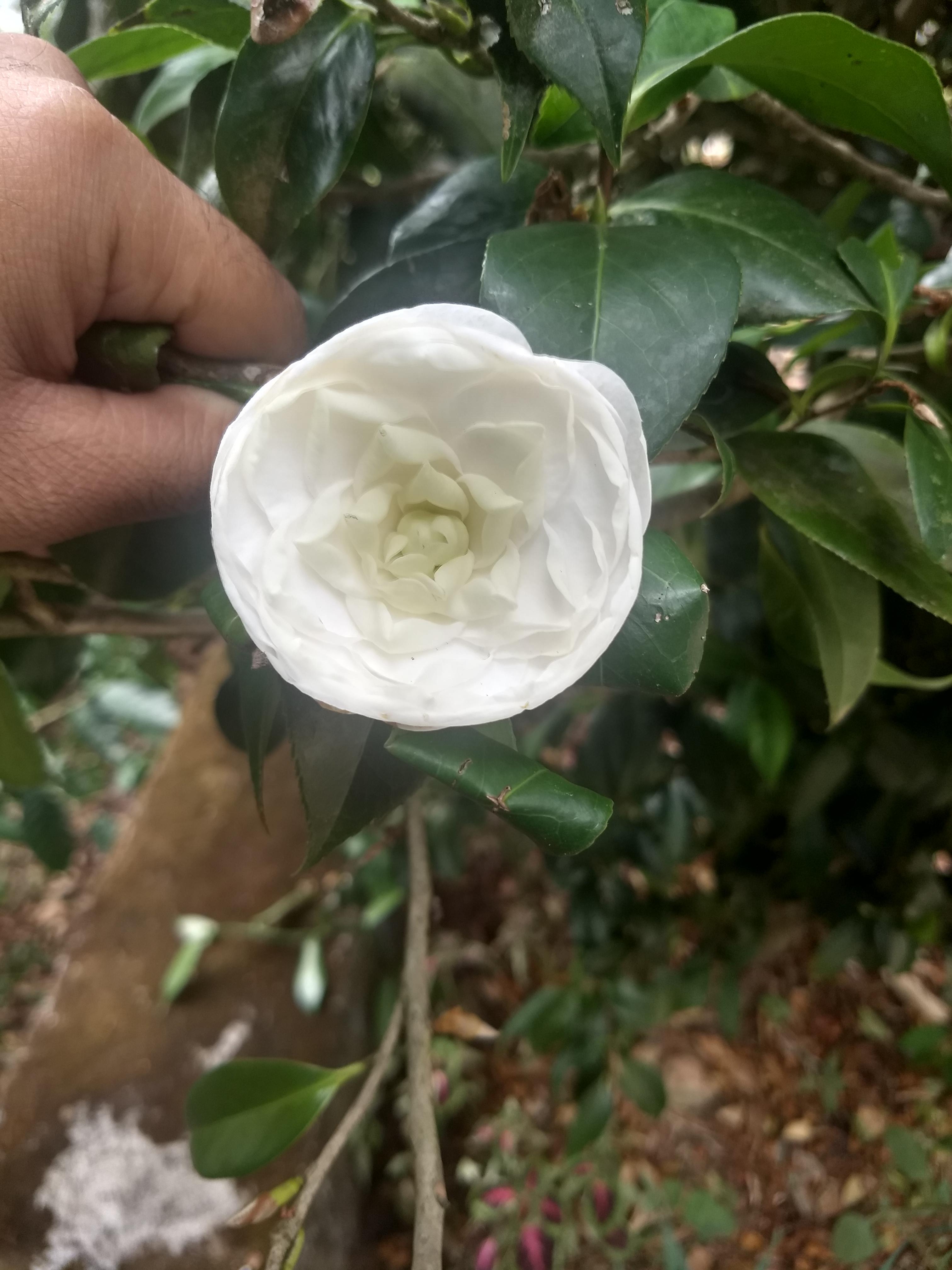 Question why does my white camelia flower not have stigma, pollen