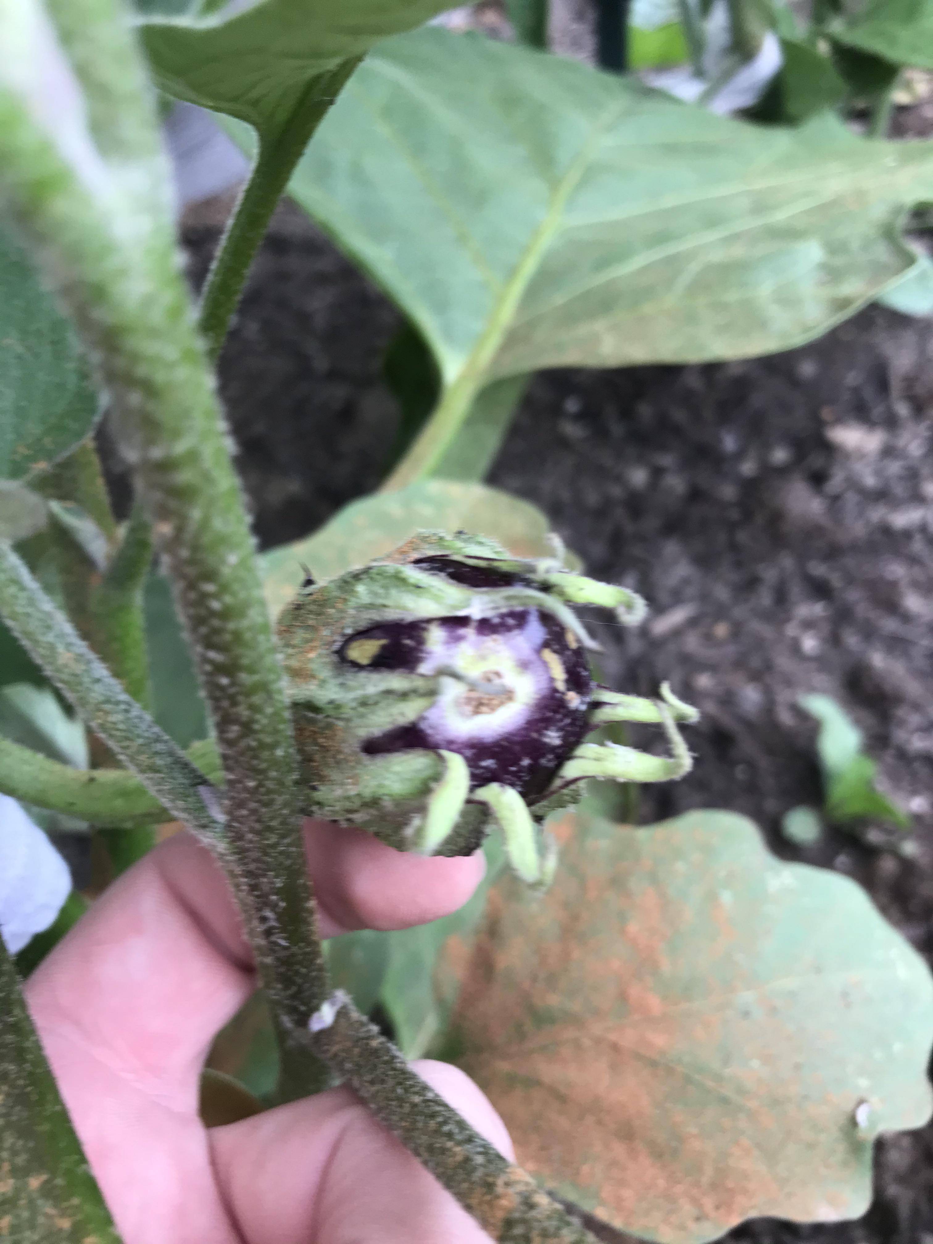 Some batard is eating my eggplant fruit 😡 r/vegetablegardening