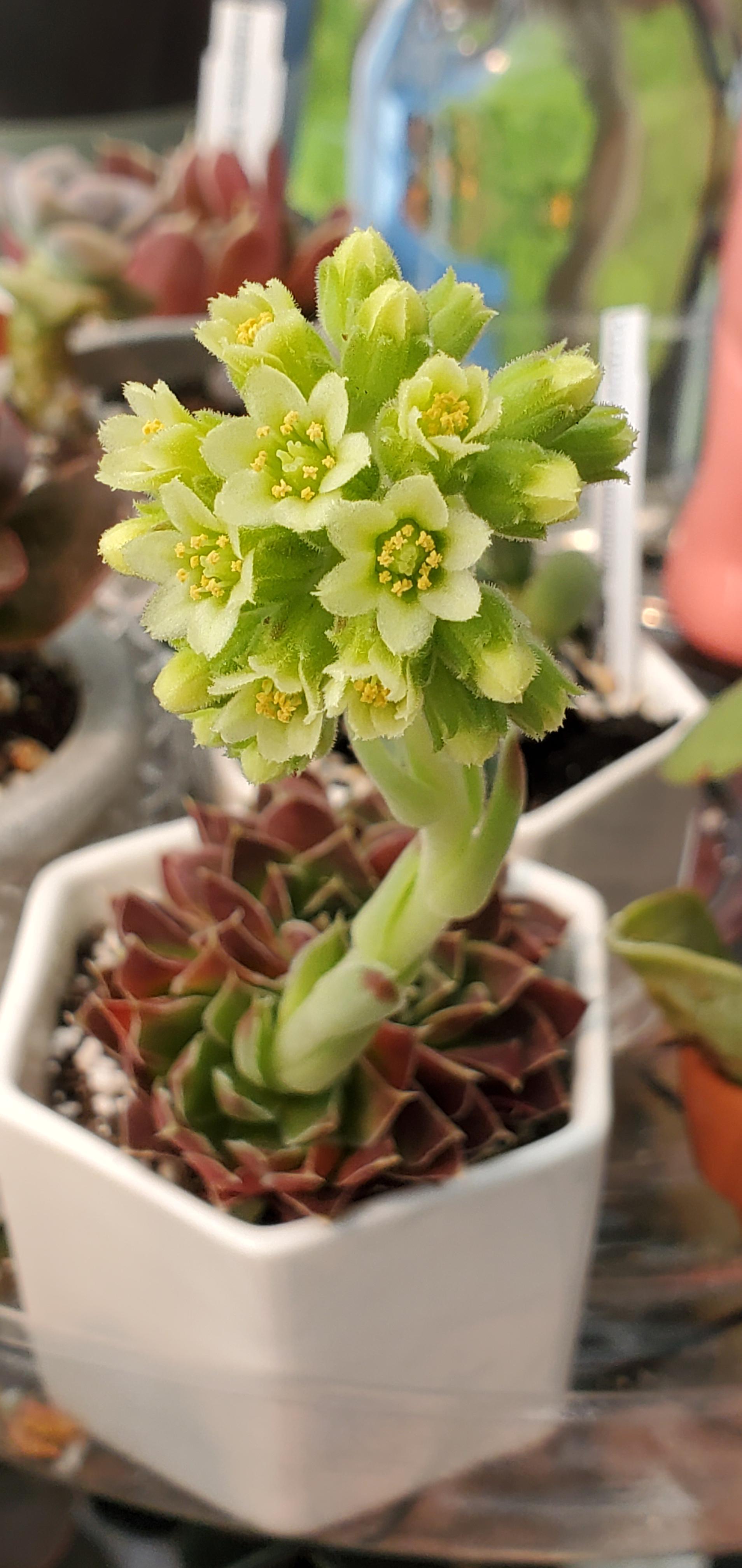 Jovibarba Heuffelii's death bloom succulents