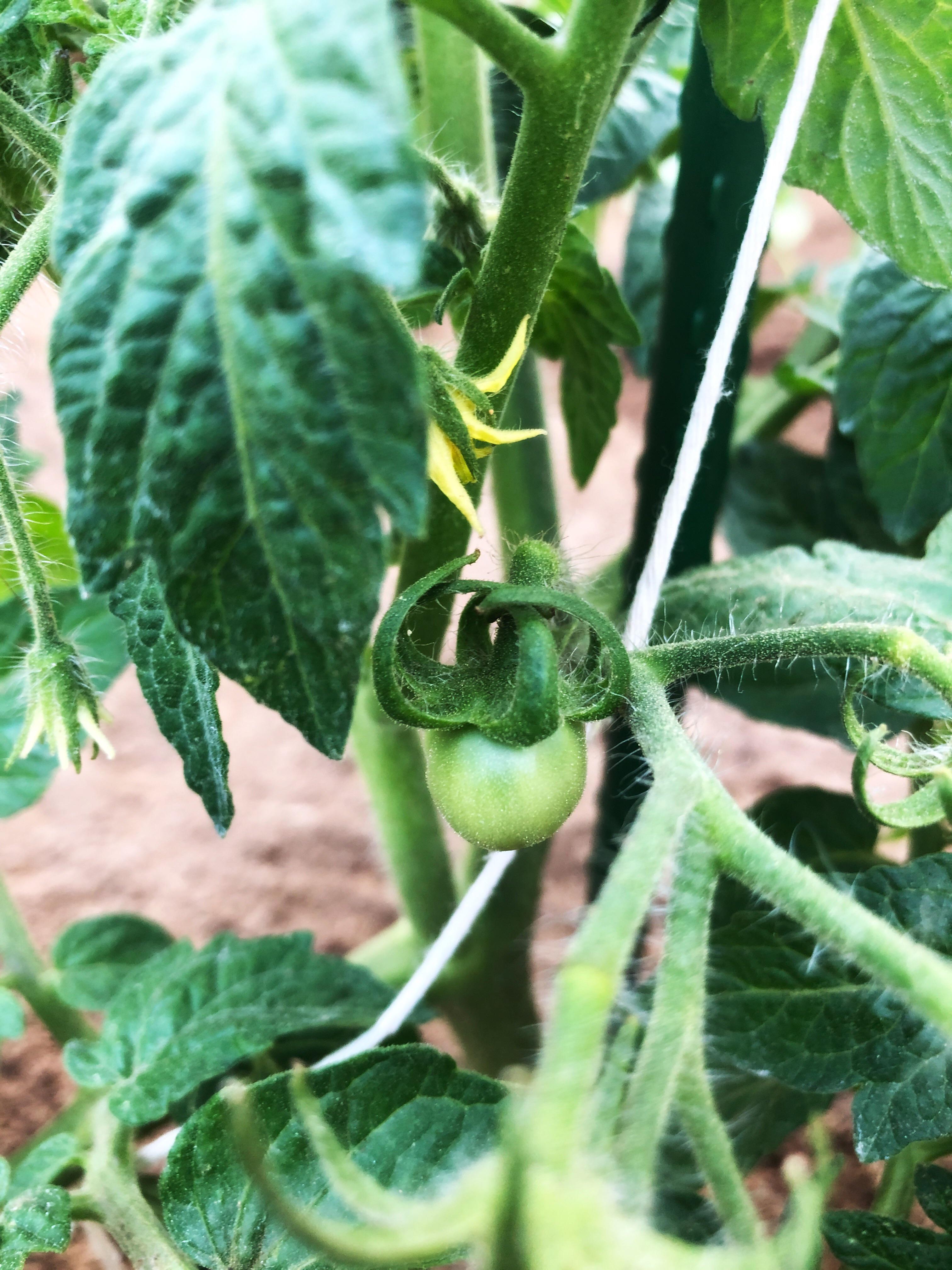 Am I Overwatering My Vegetable Garden / How Can I Tell If I Am Over