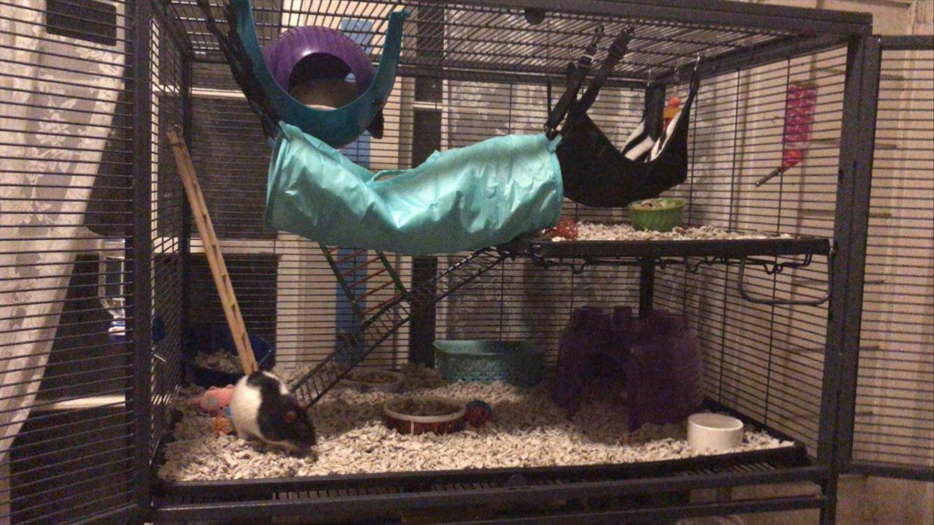 any improvements i should do to my rats cage?? r/RATS