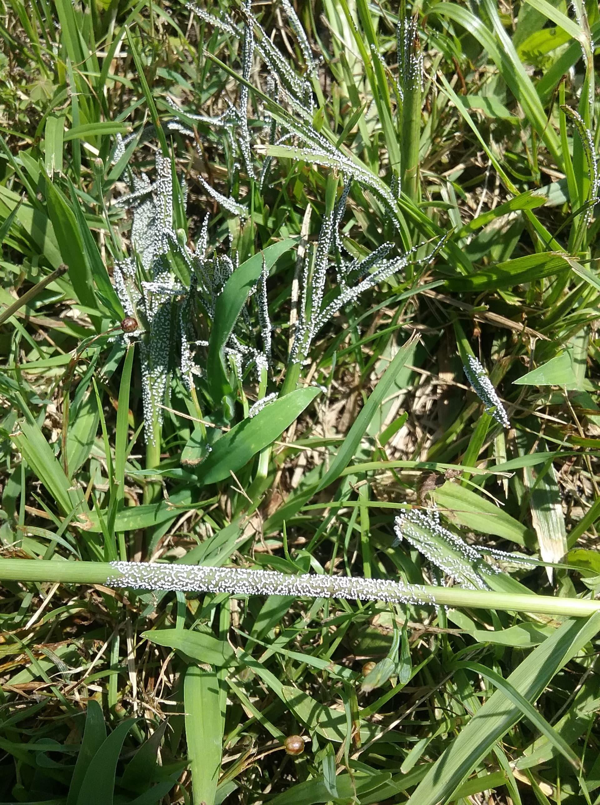 Can anyone help identify these white spheres/eggs growing on this grass