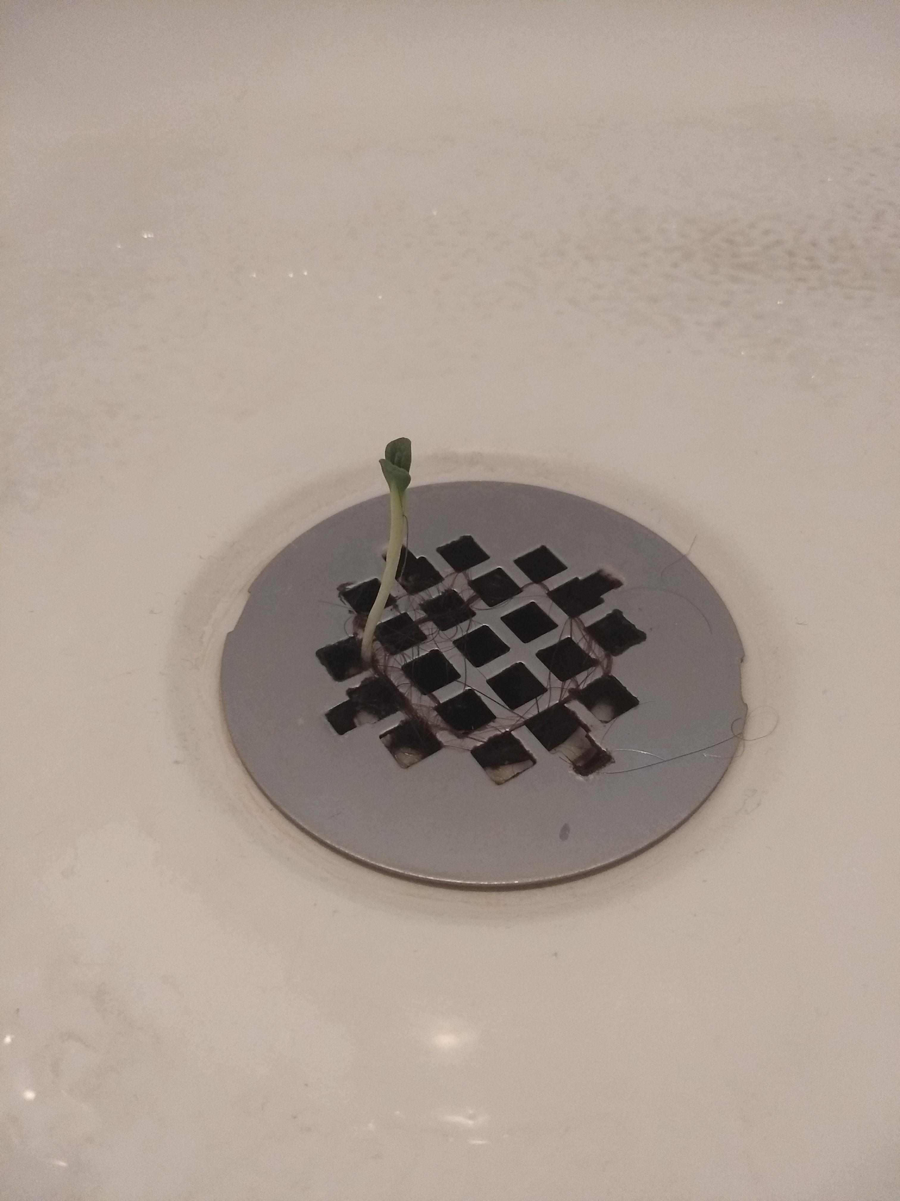 Sunflower growing out of our shower drain. r/mildlyinteresting