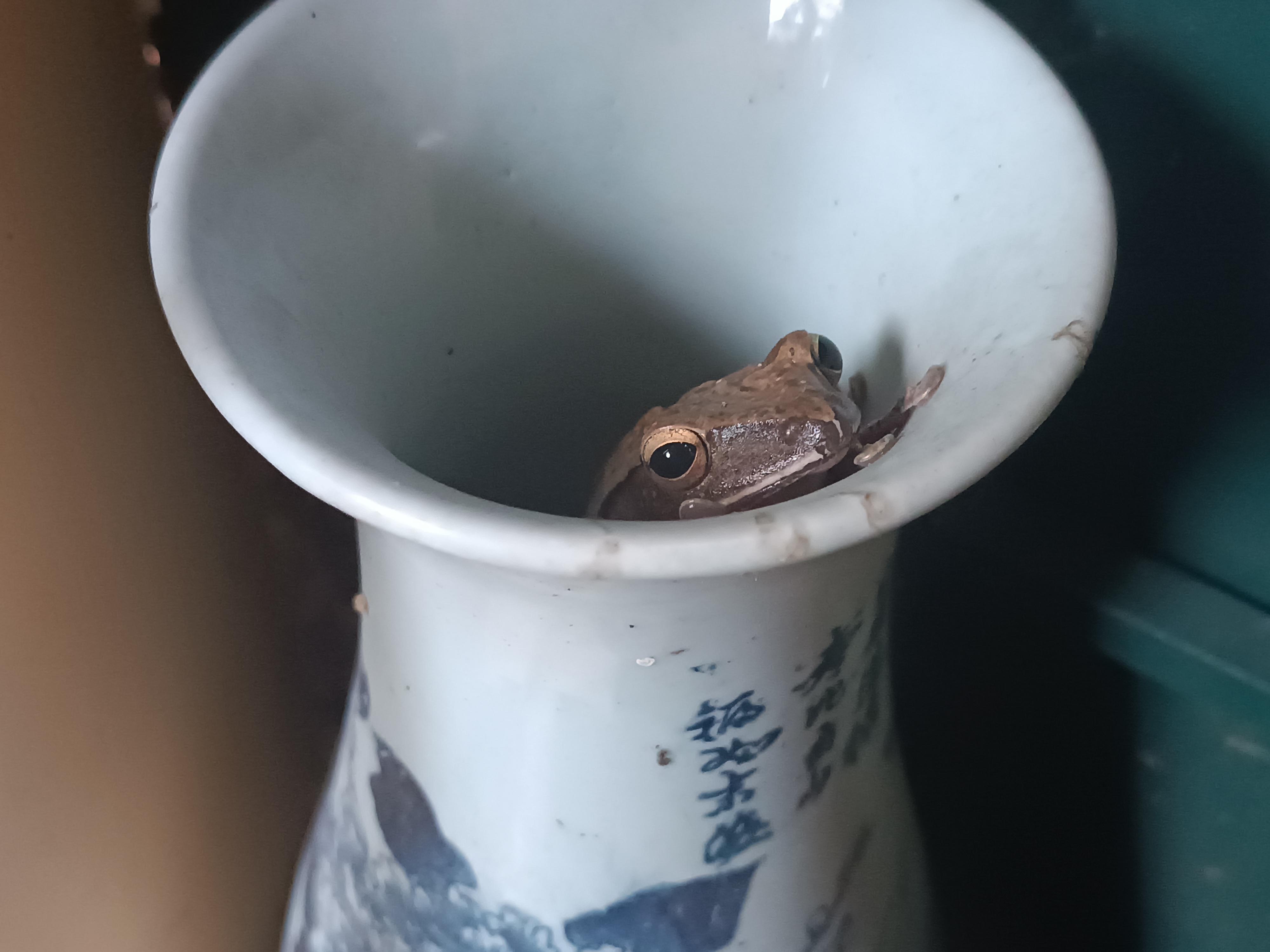 I found this frog in a vase in my garden r/frogs