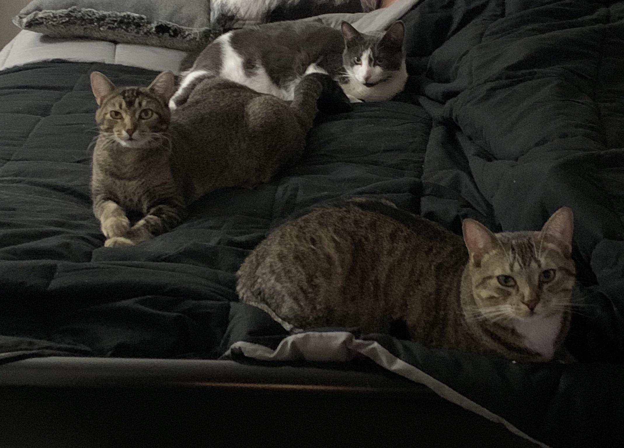 After and extremely stressful move(for the cats) they all had time to