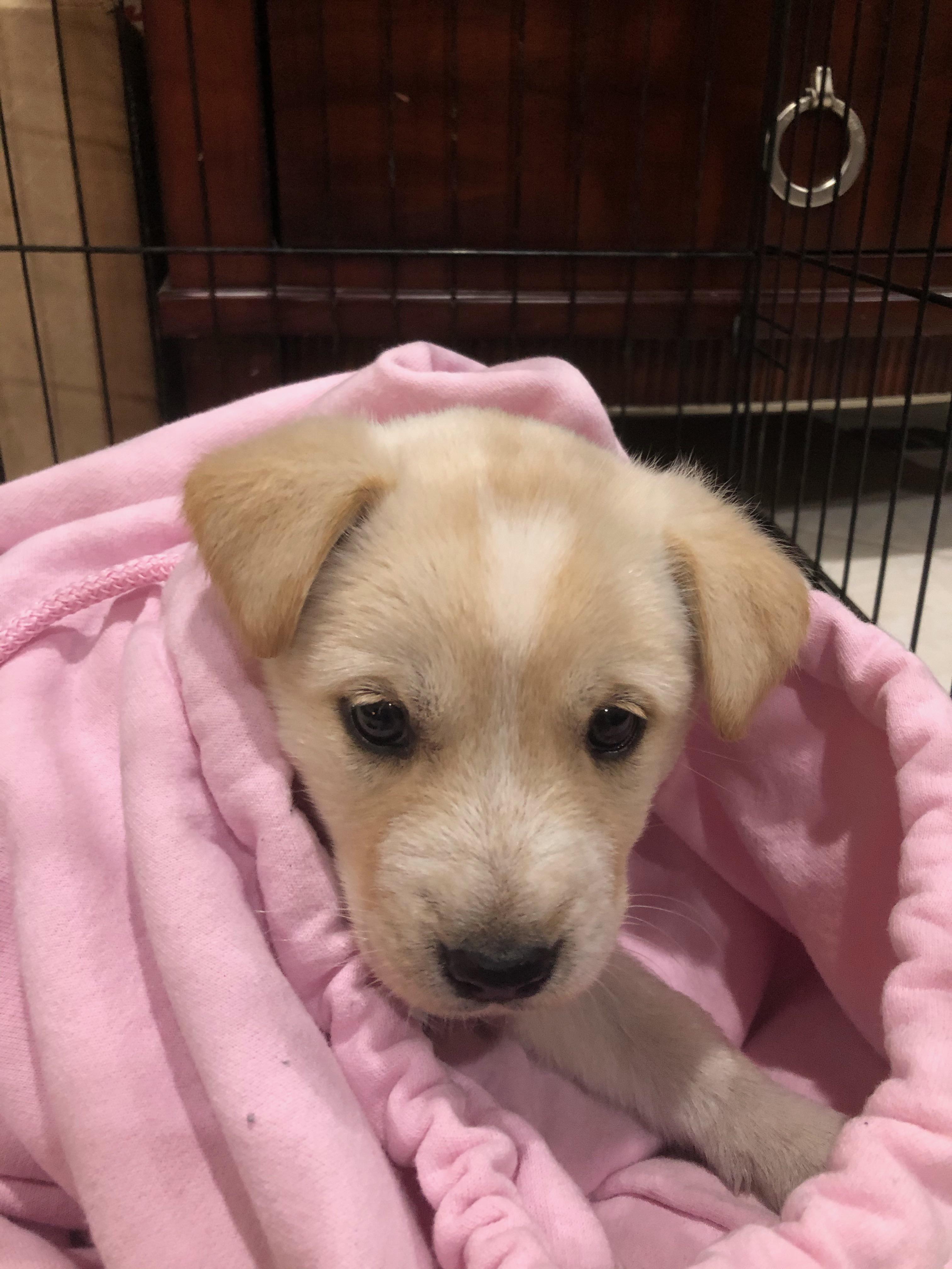 My parents just got a new puppy r/Eyebleach