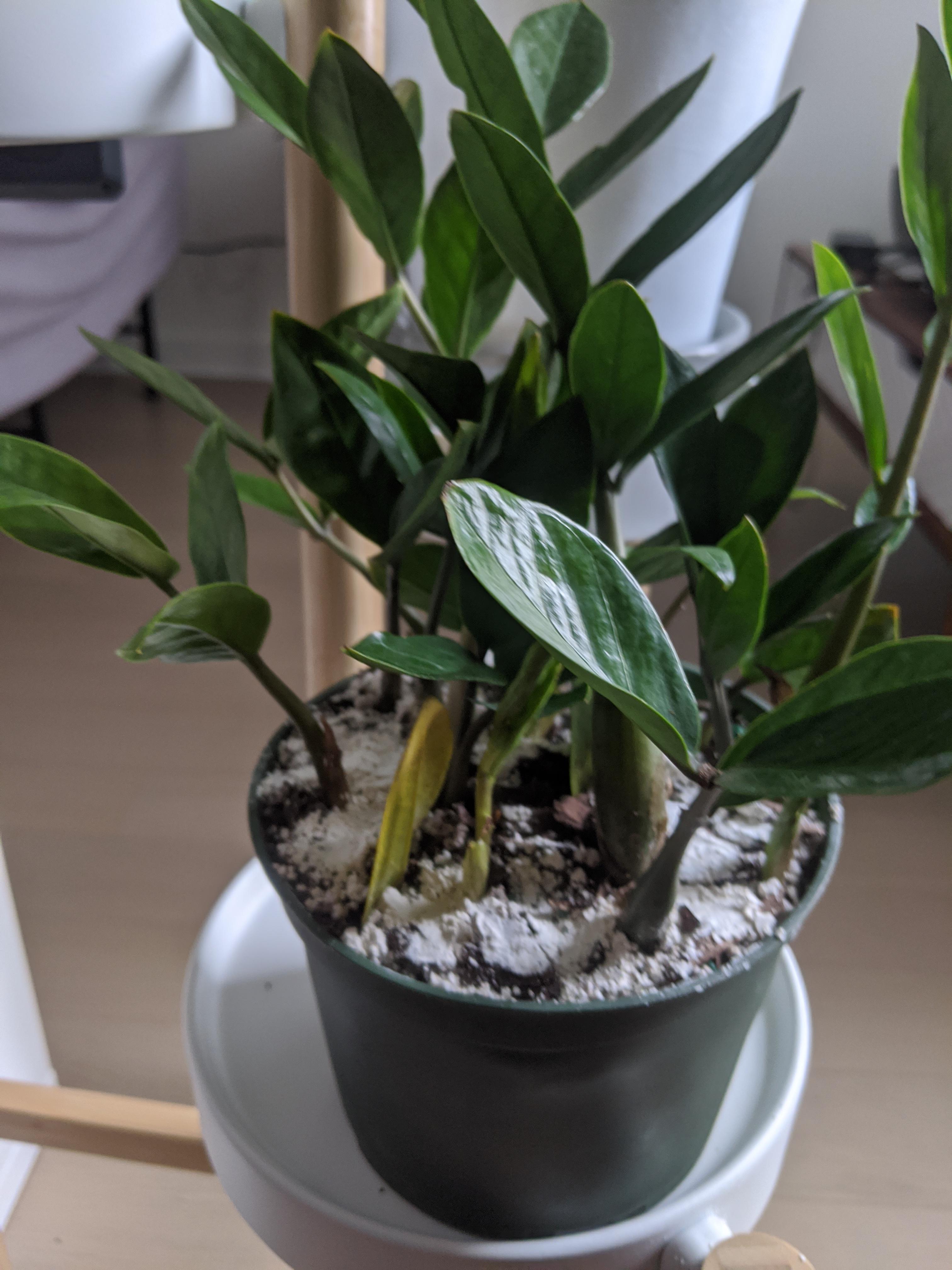 My zz plant came with leaf propagations and one is dying (I'm sure that new stem is growing from