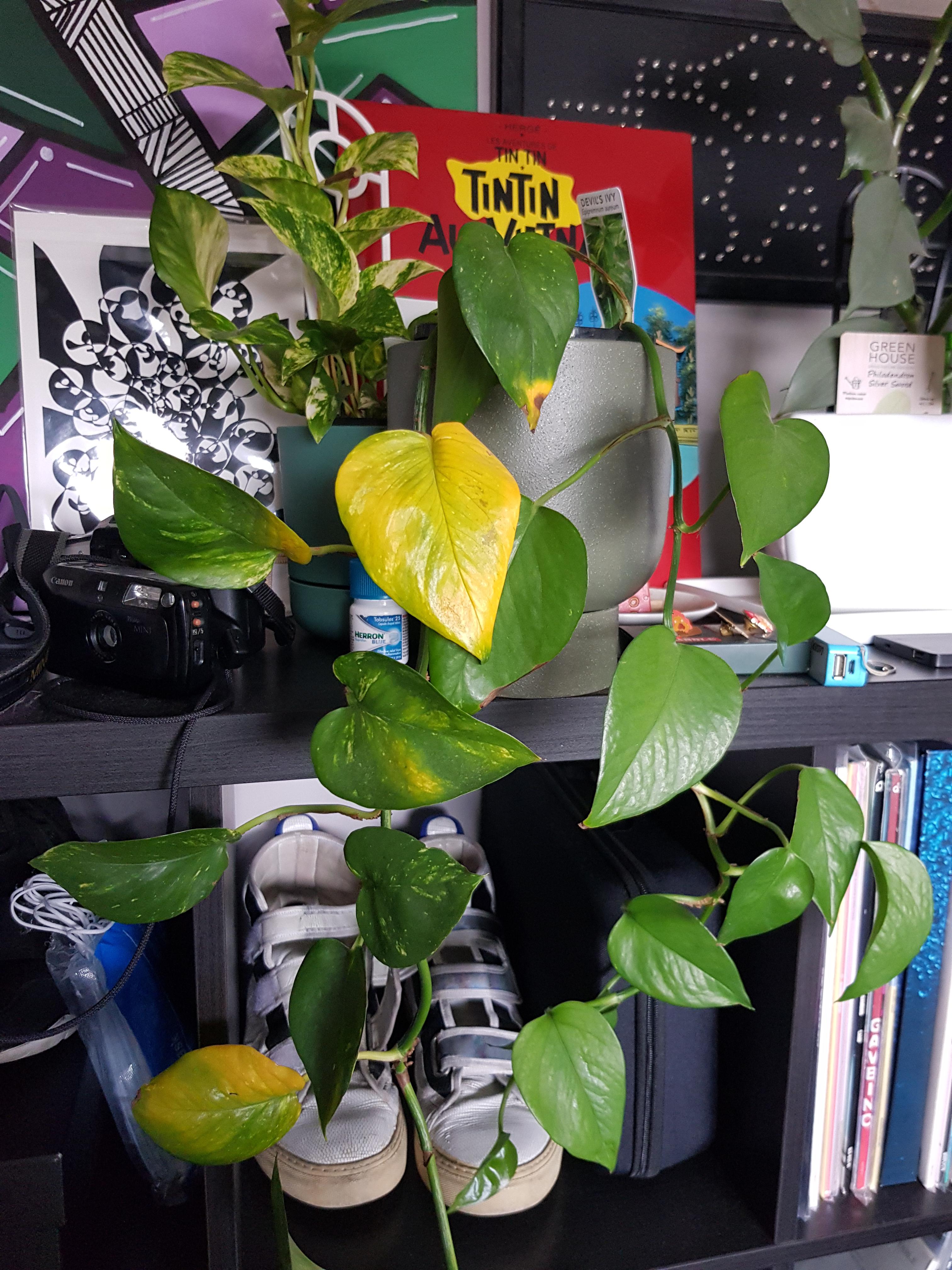 What's wrong with my Devil's Ivy? Some of my Ivy's leaves have been