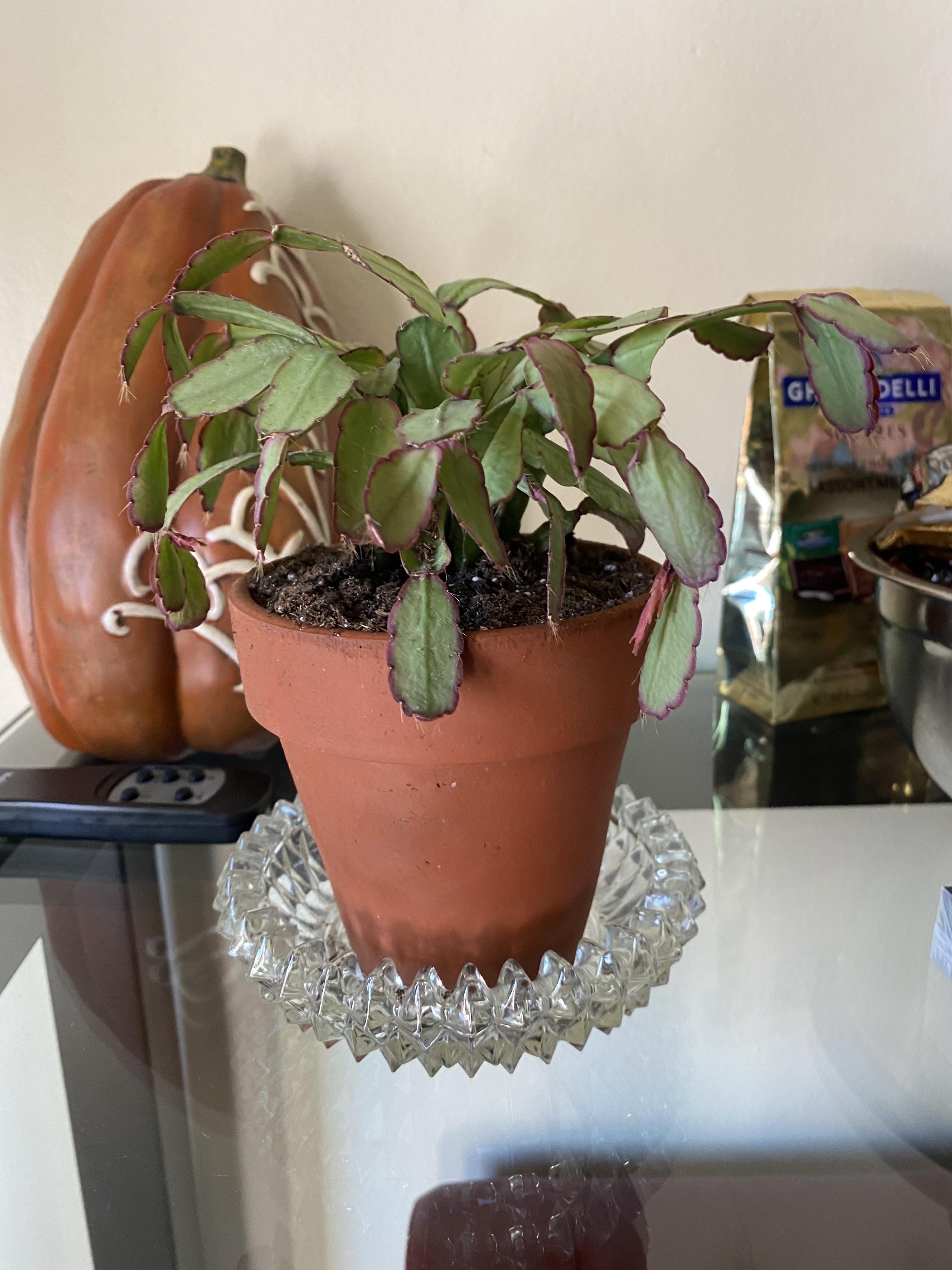 Why is my plant so droopy? (Description in comments) plantclinic