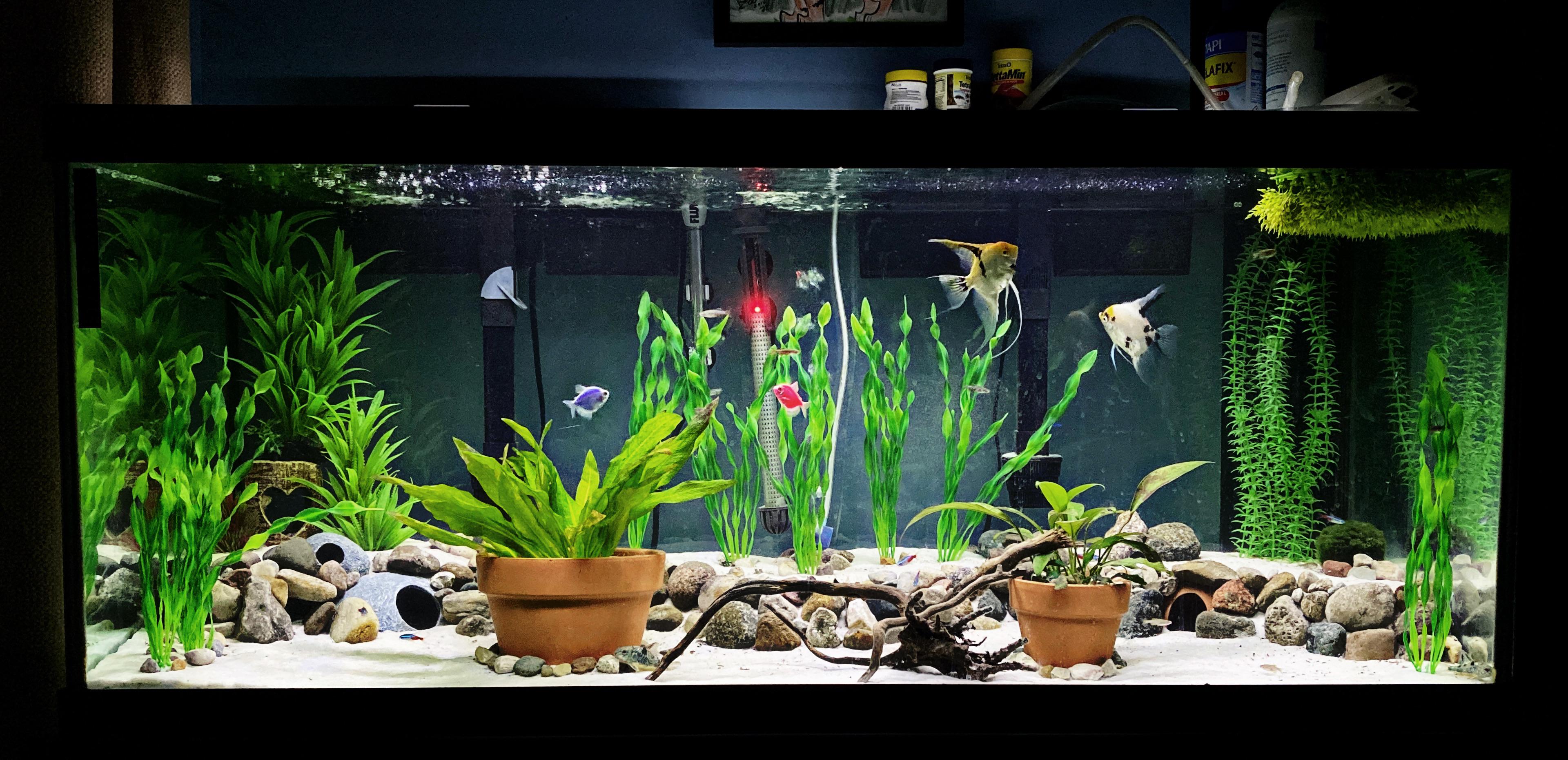 75 gallon community tank. r/Aquariums