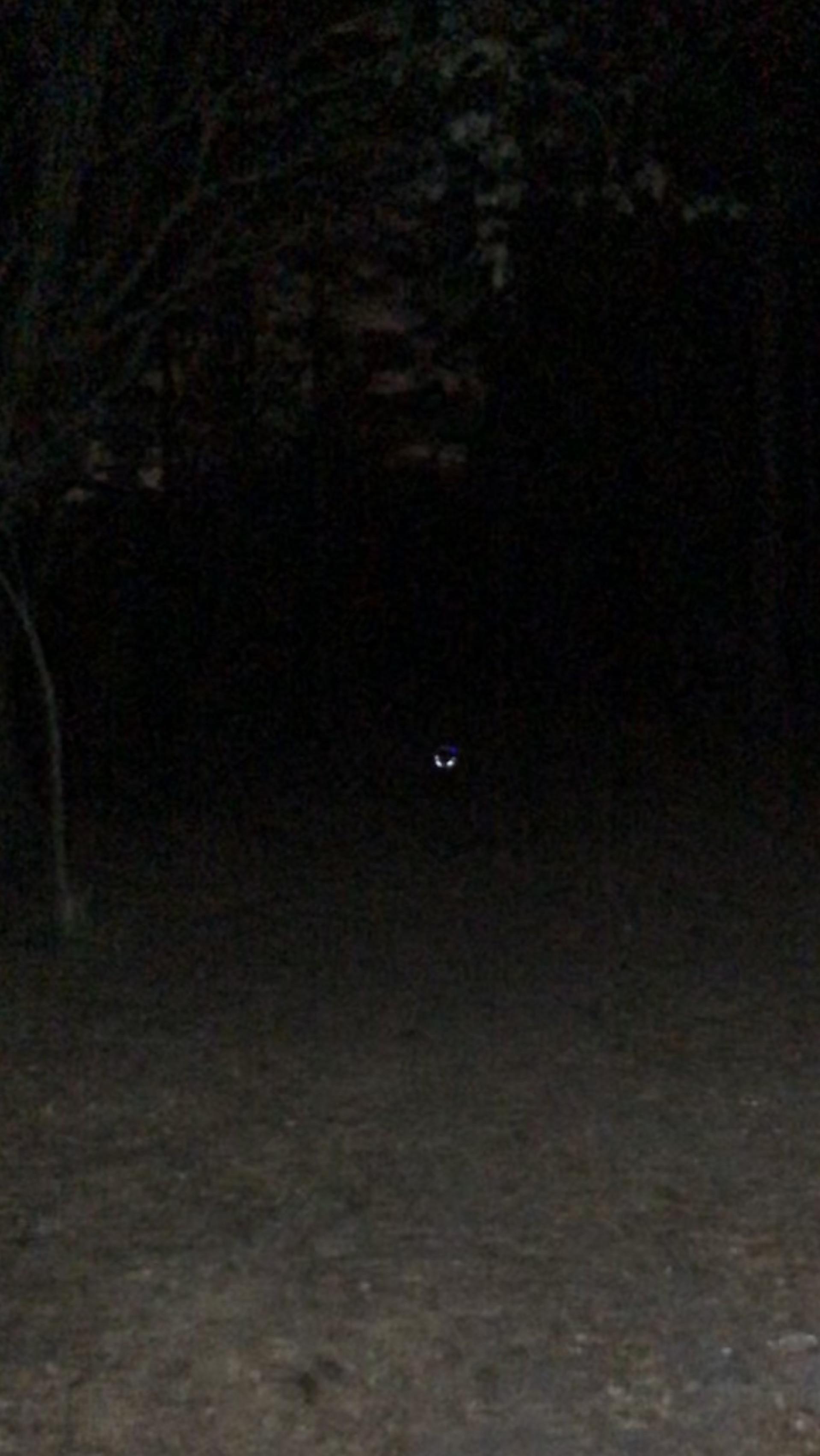 Rule. Also, never walking my dog at night again. r/196