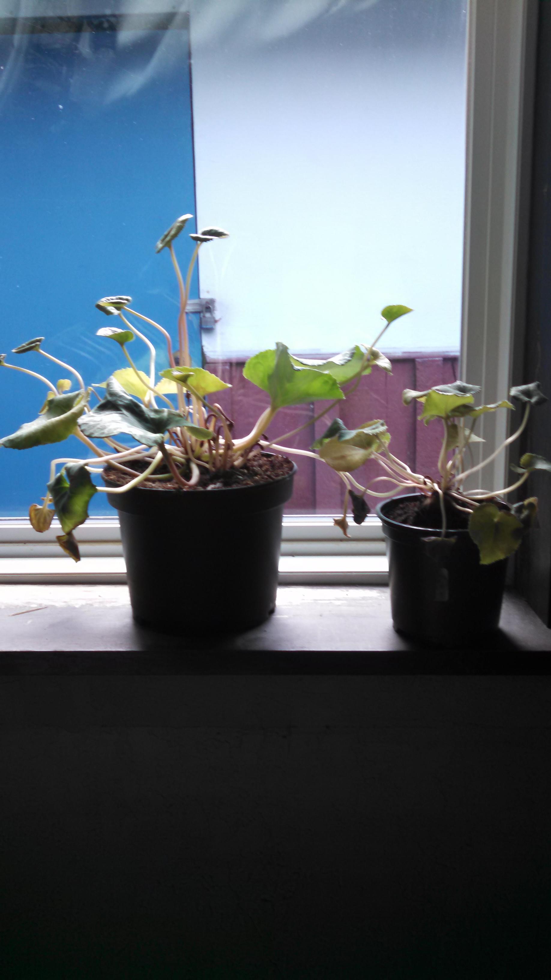 My cyclamens are getting droopy yellow leaves and can't bloom help