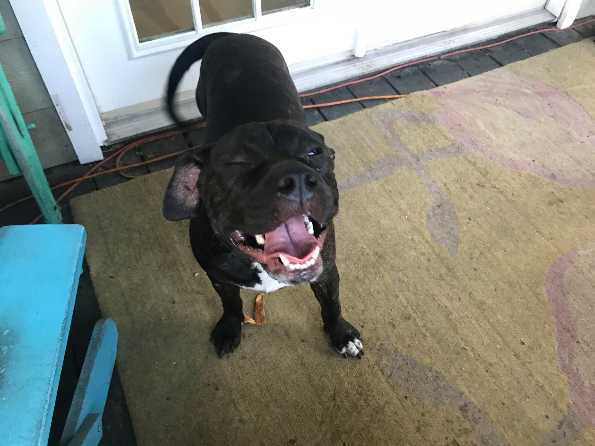 Unneutered male dog humping spayed dog DogAdvice