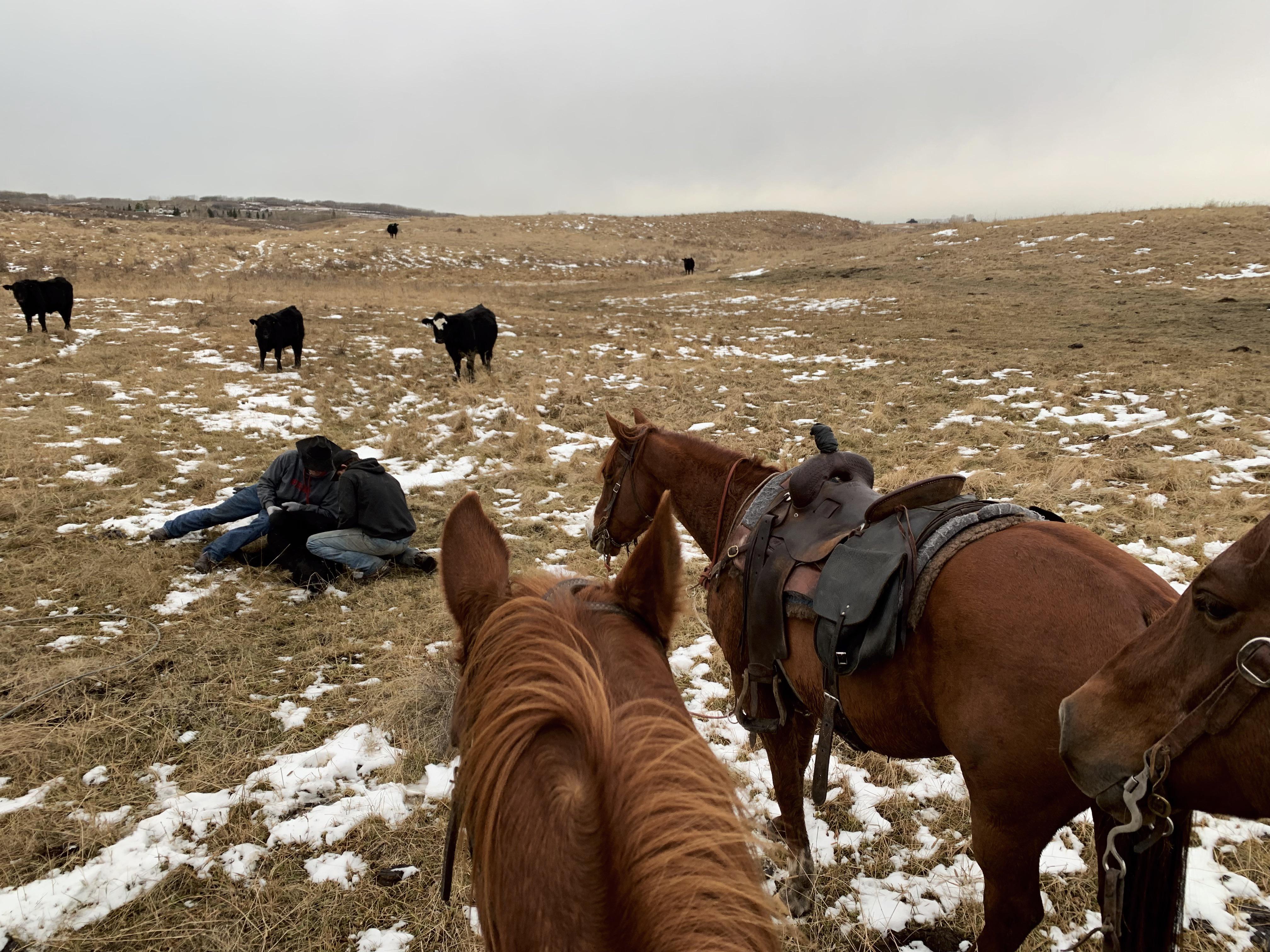 Shoutout to the hardworking Alberta ranch cowboys. r/alberta