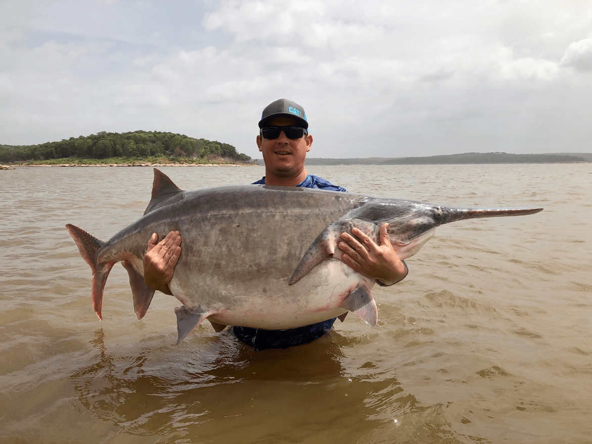Possible new world record paddlefish weighing 146lbs and 11 oz r