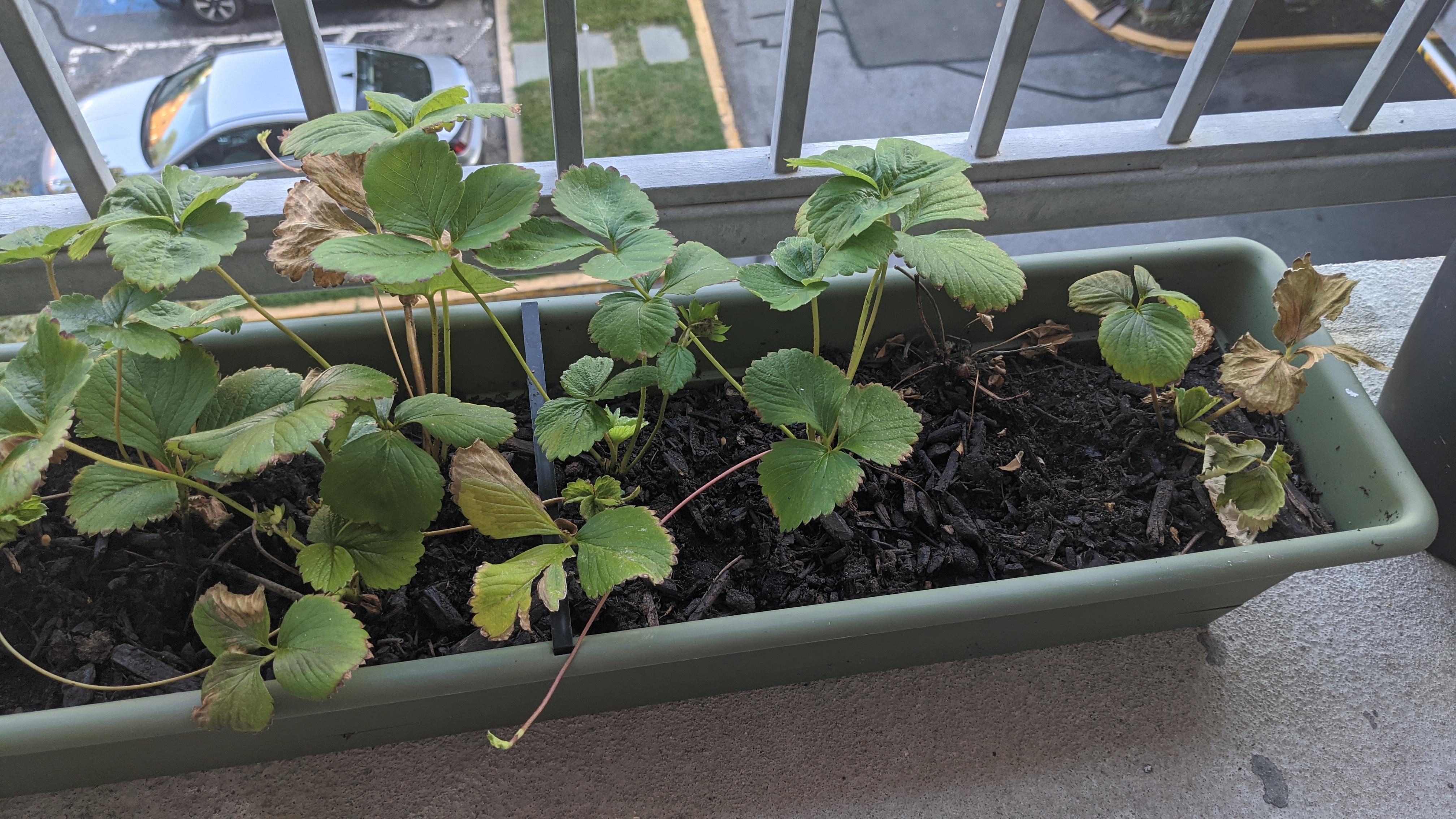 I need help. Does anyone know why my strawberry plants are dying. I am