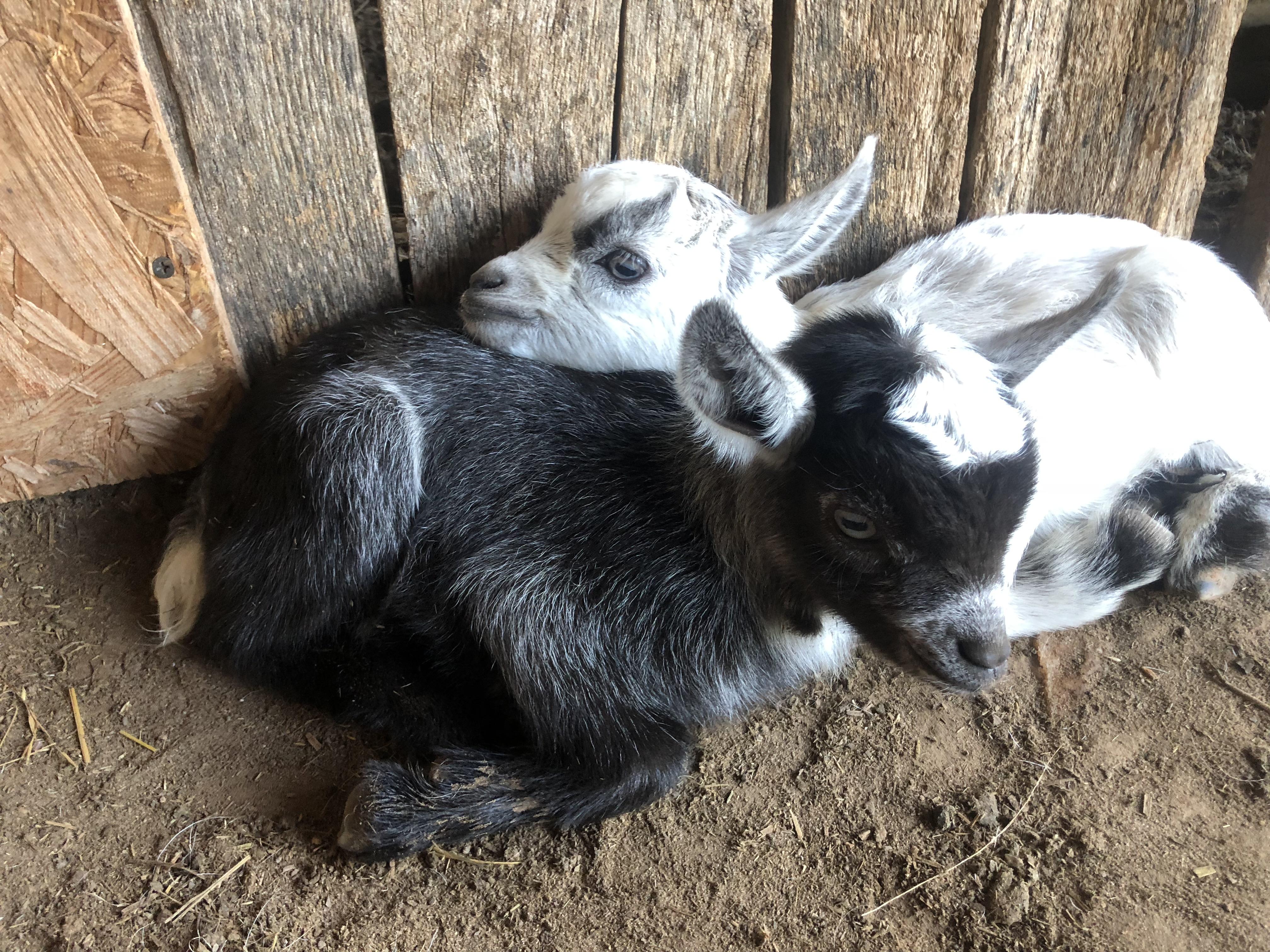 Some awesome newborns at the farm I volunteer at r/goats