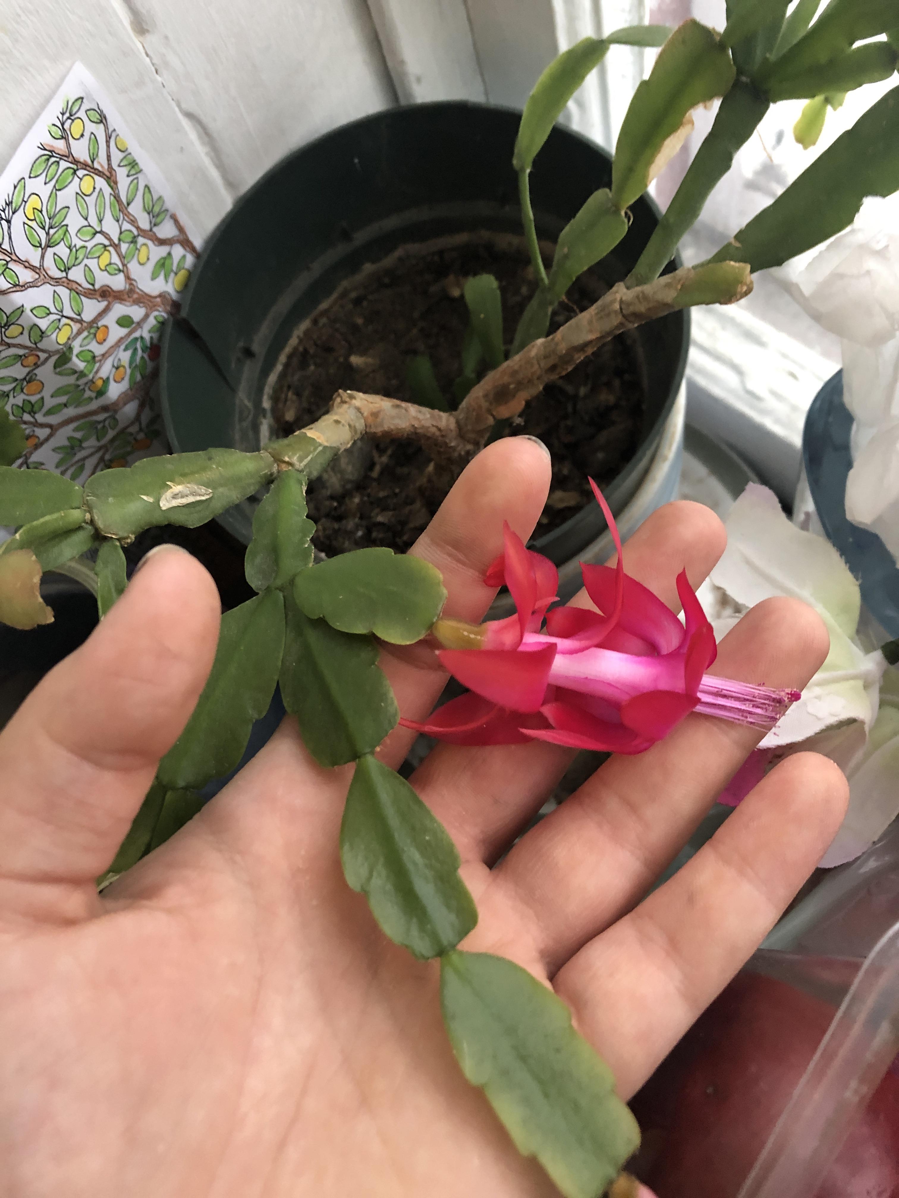 Christmas Cactus finally blooms after 8 years of being barren r/pics