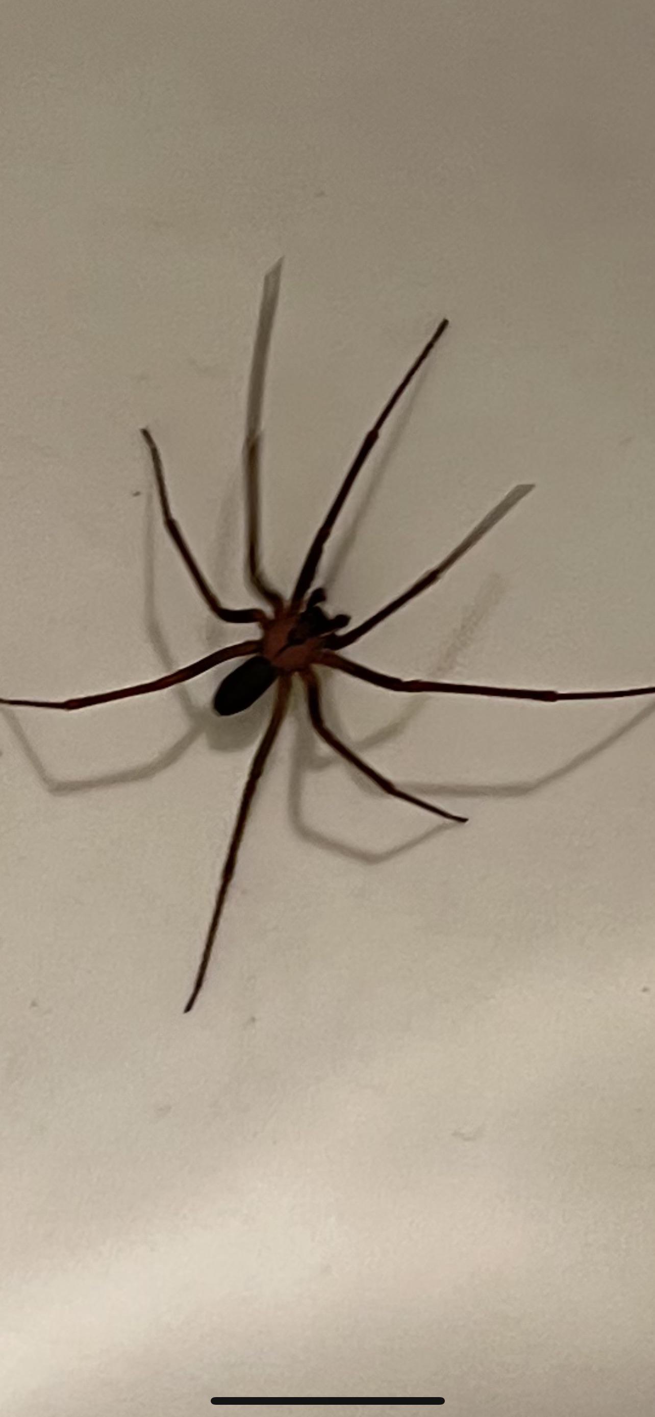 What is this spider in my bathtub? Located in NE Mississippi. r