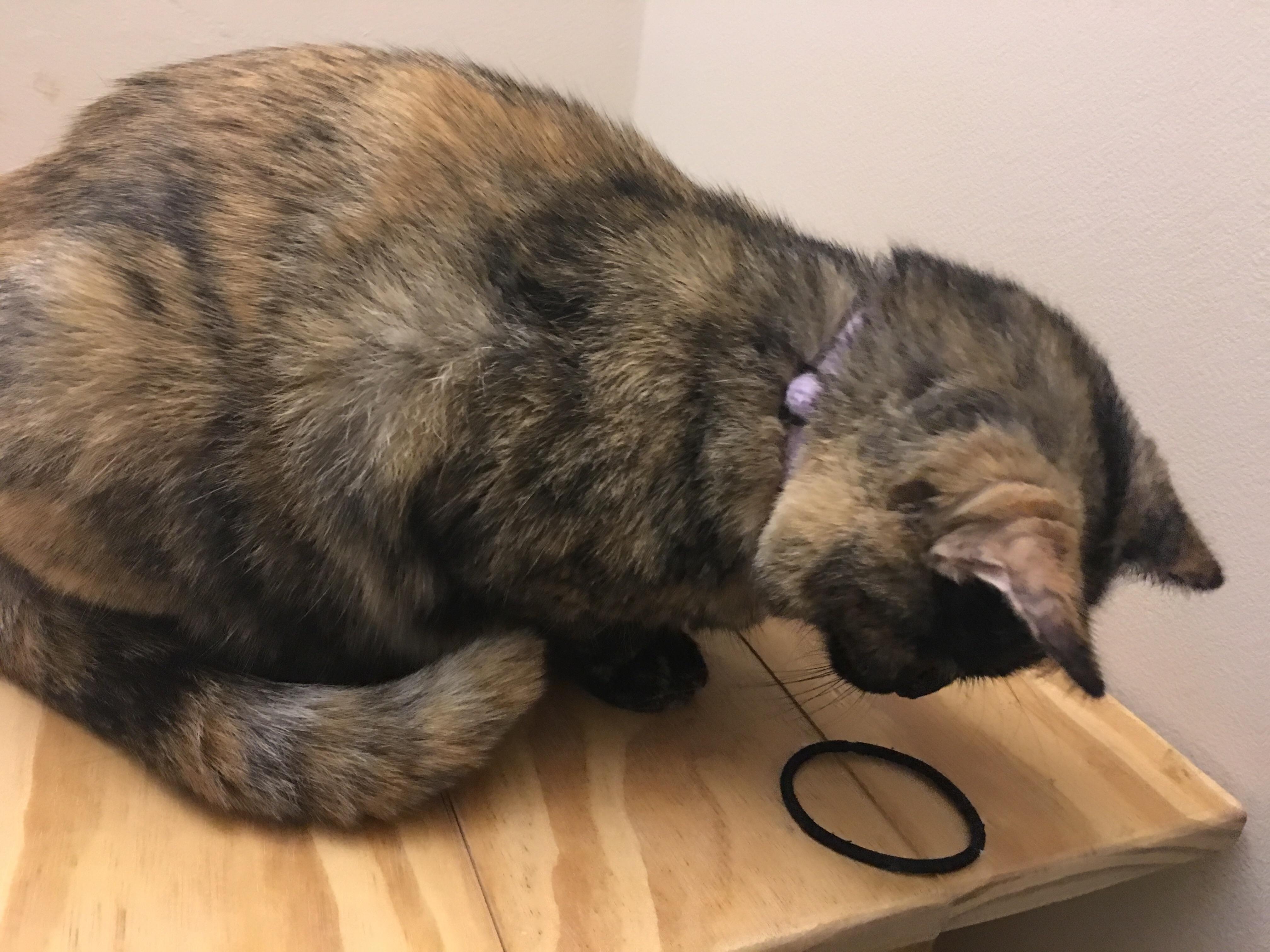 My cat likes to stare at hair ties. Not play with, only look. r