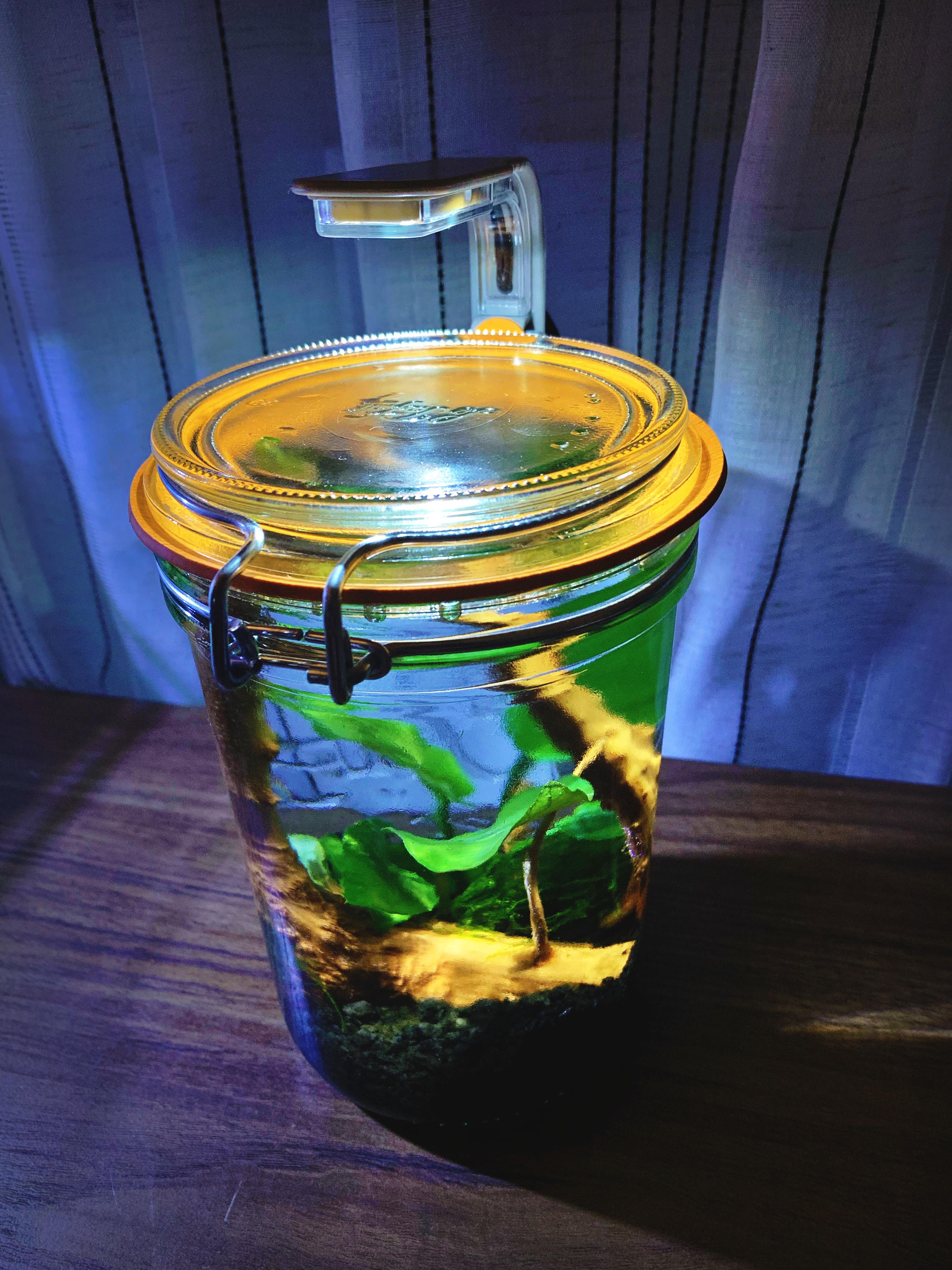 Setup my first Jarrarium today! r/Aquariums