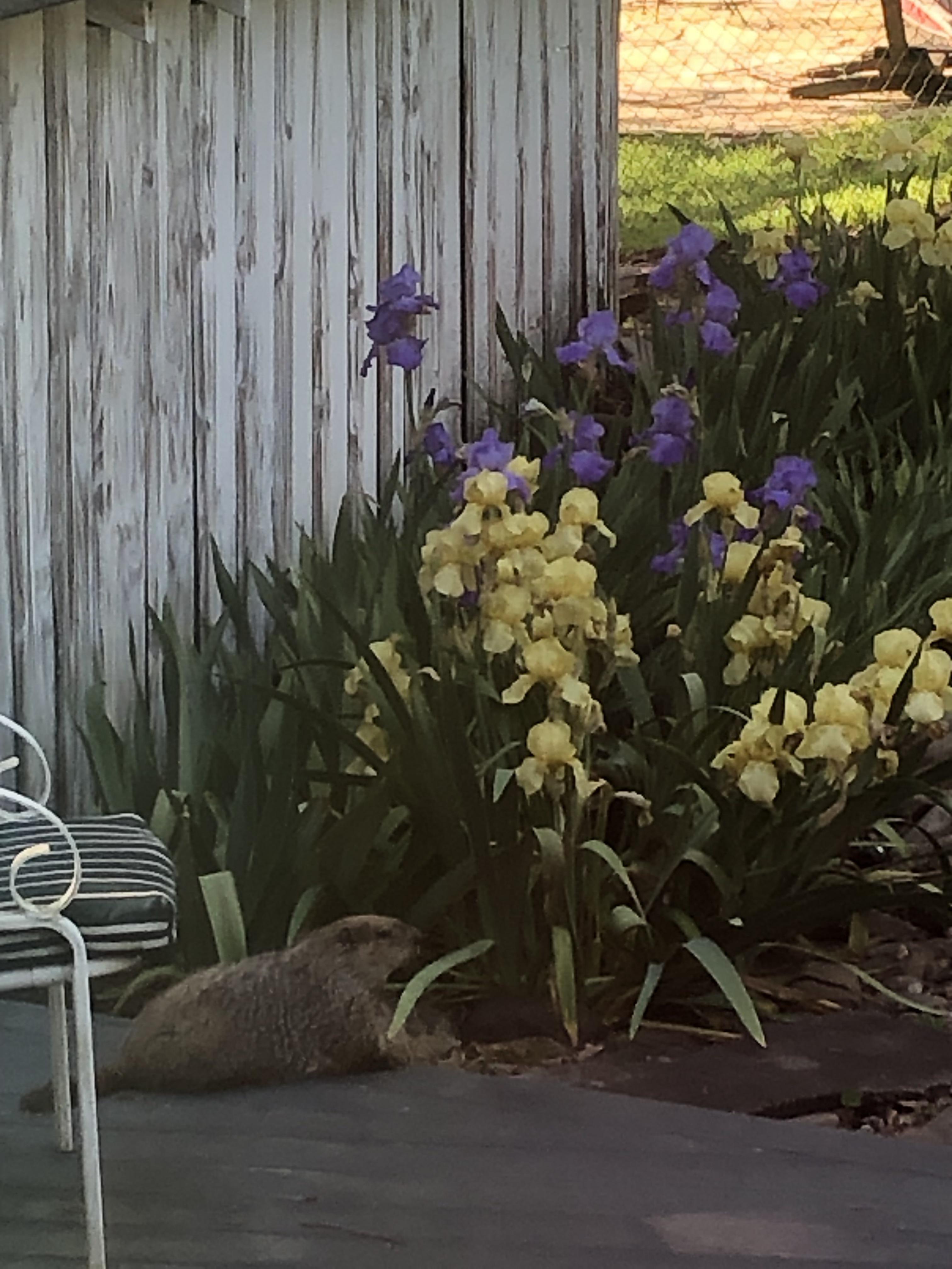 Lost dog chillin with the irises. r/flowers
