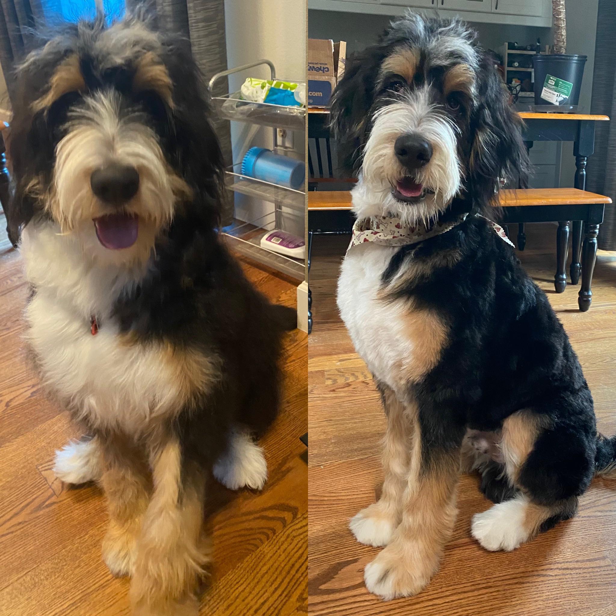 Before and after his first haircut (7months and 60lbs) r/Bernedoodles