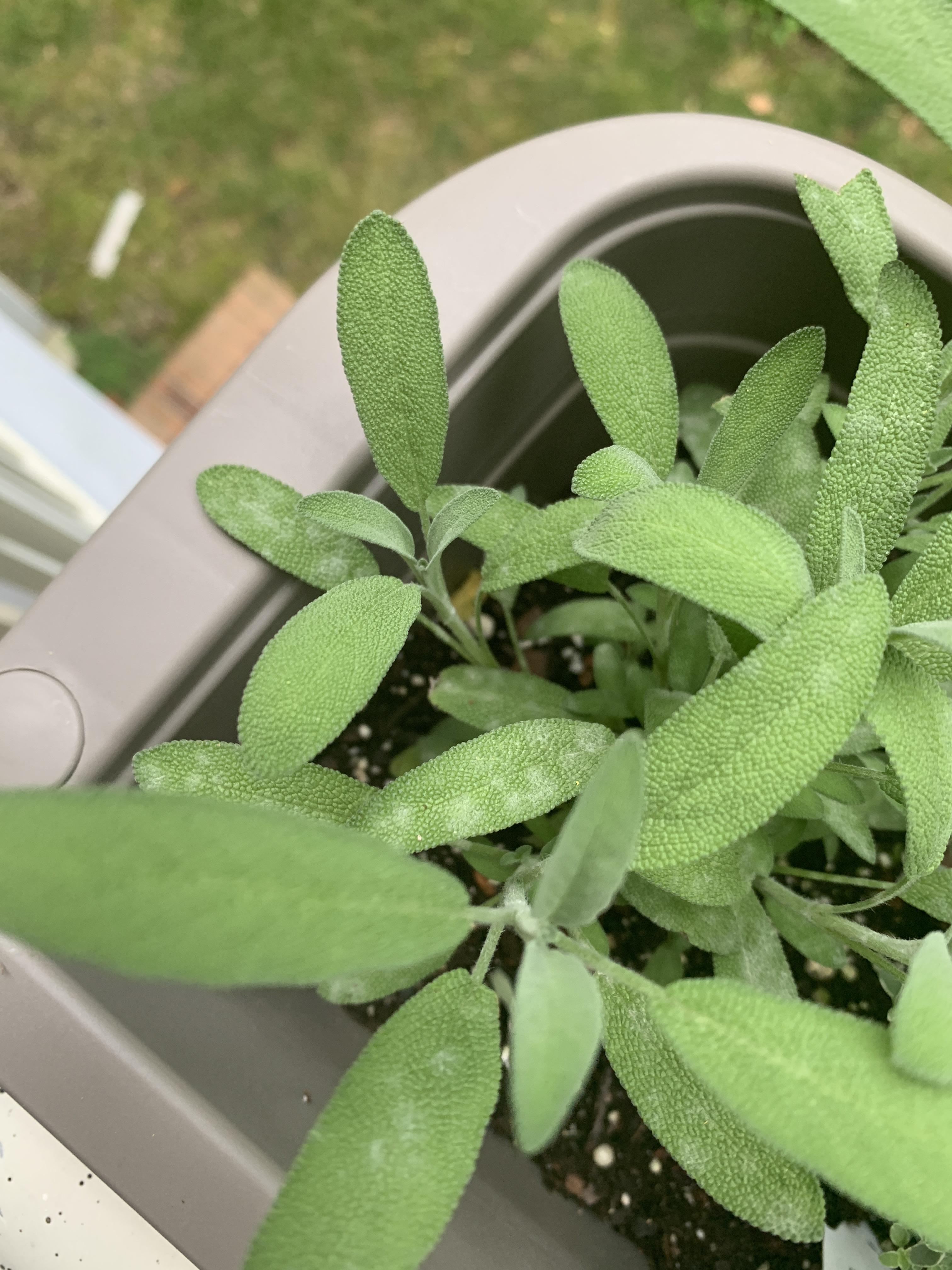 My sage has fungus. Can I save it?/what do to save it? r/plantclinic