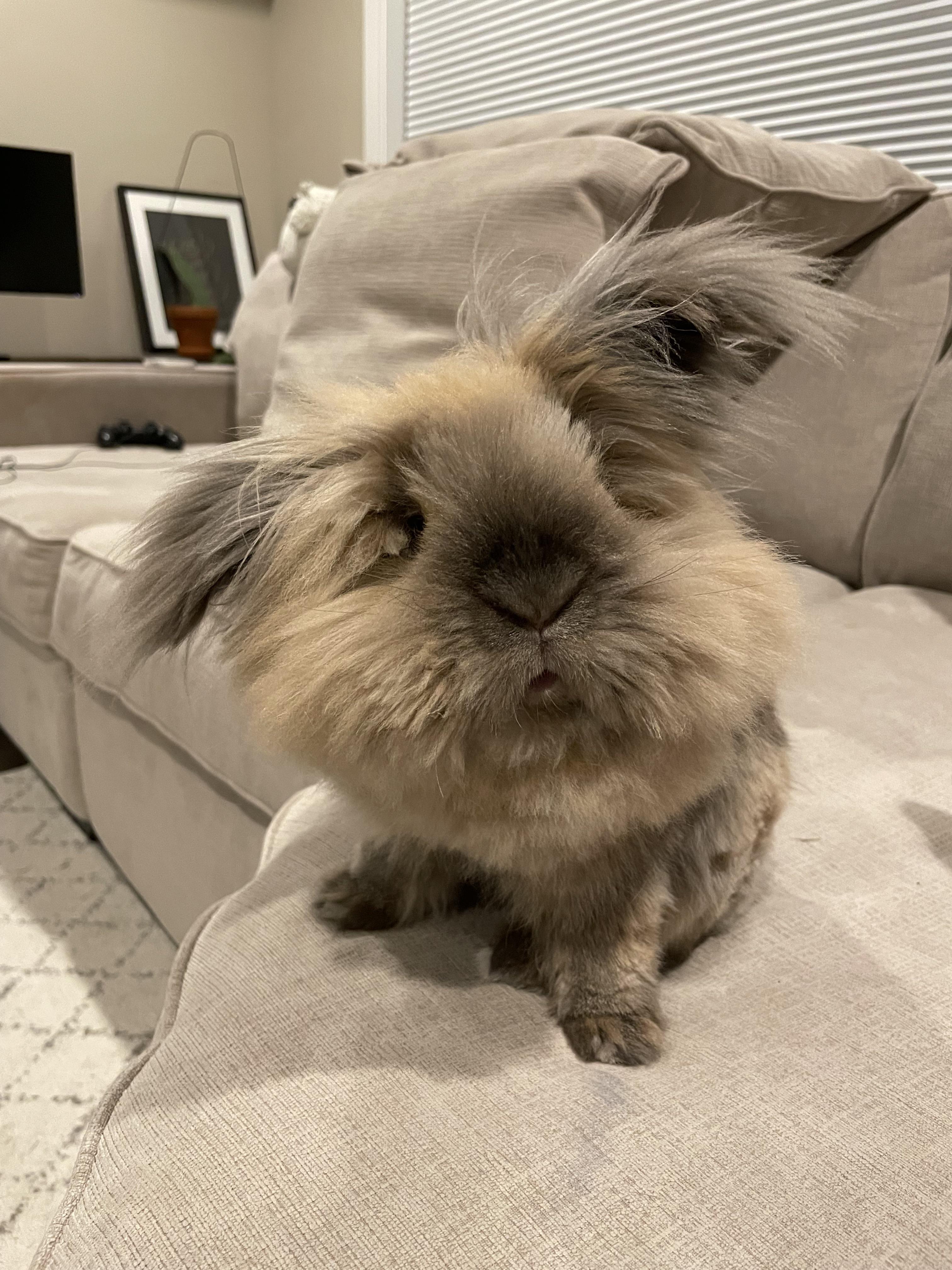 Here we have the couch koala in his natural habitat, watching his prey