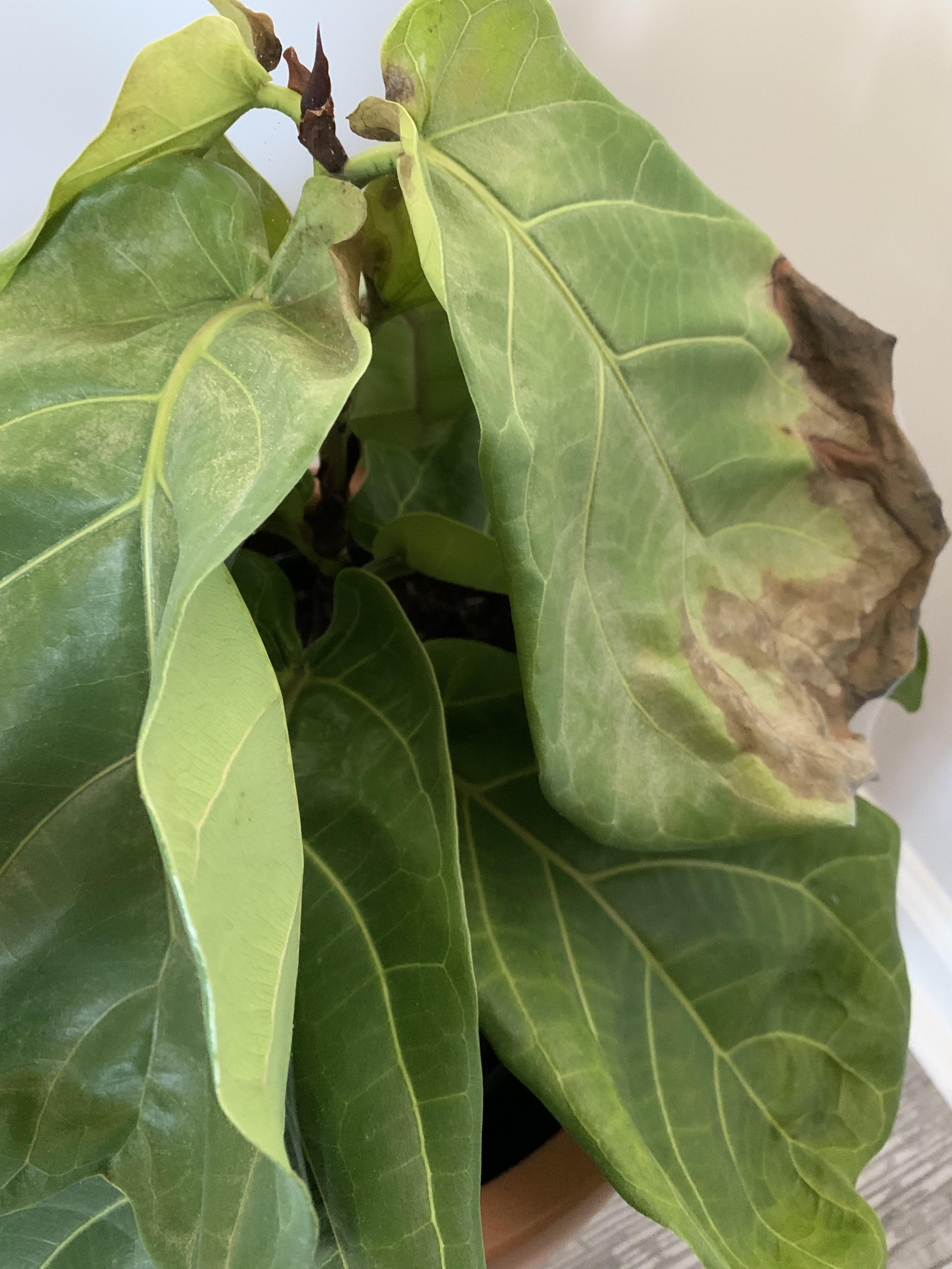 Droopy fiddle leaf fig r/plantclinic