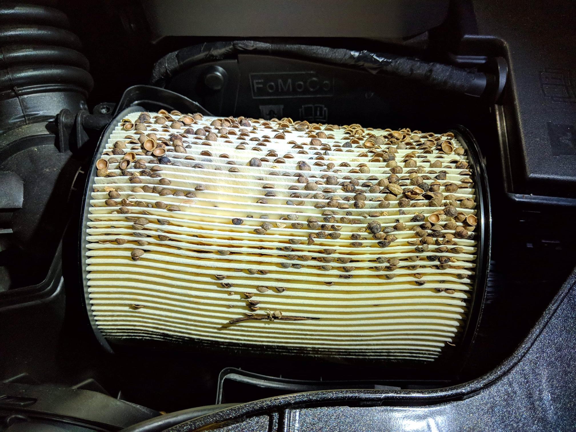 I opened up the cap to my air filter and found this.... is this normal