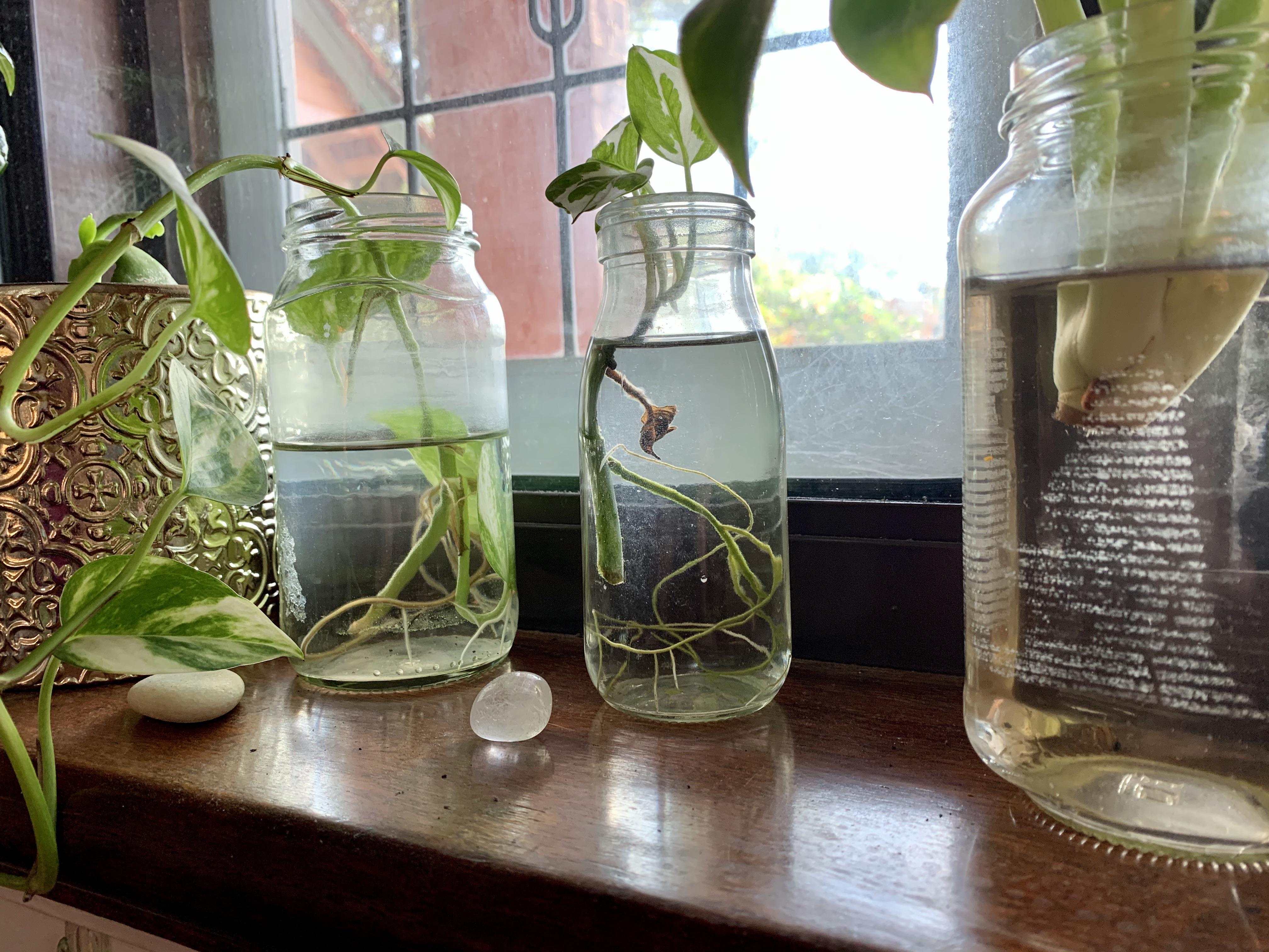 Why do plants propagate so easily? Because they have a lot of stem