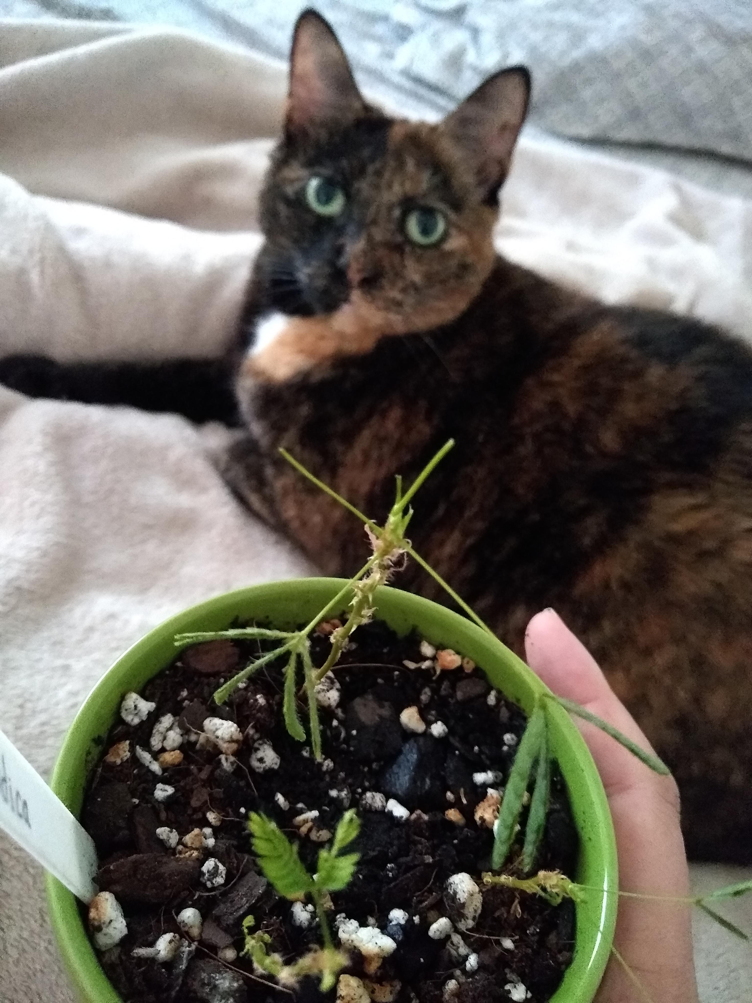 Somebody come get this cat!!! She ate part of my mimosa pudica. It took