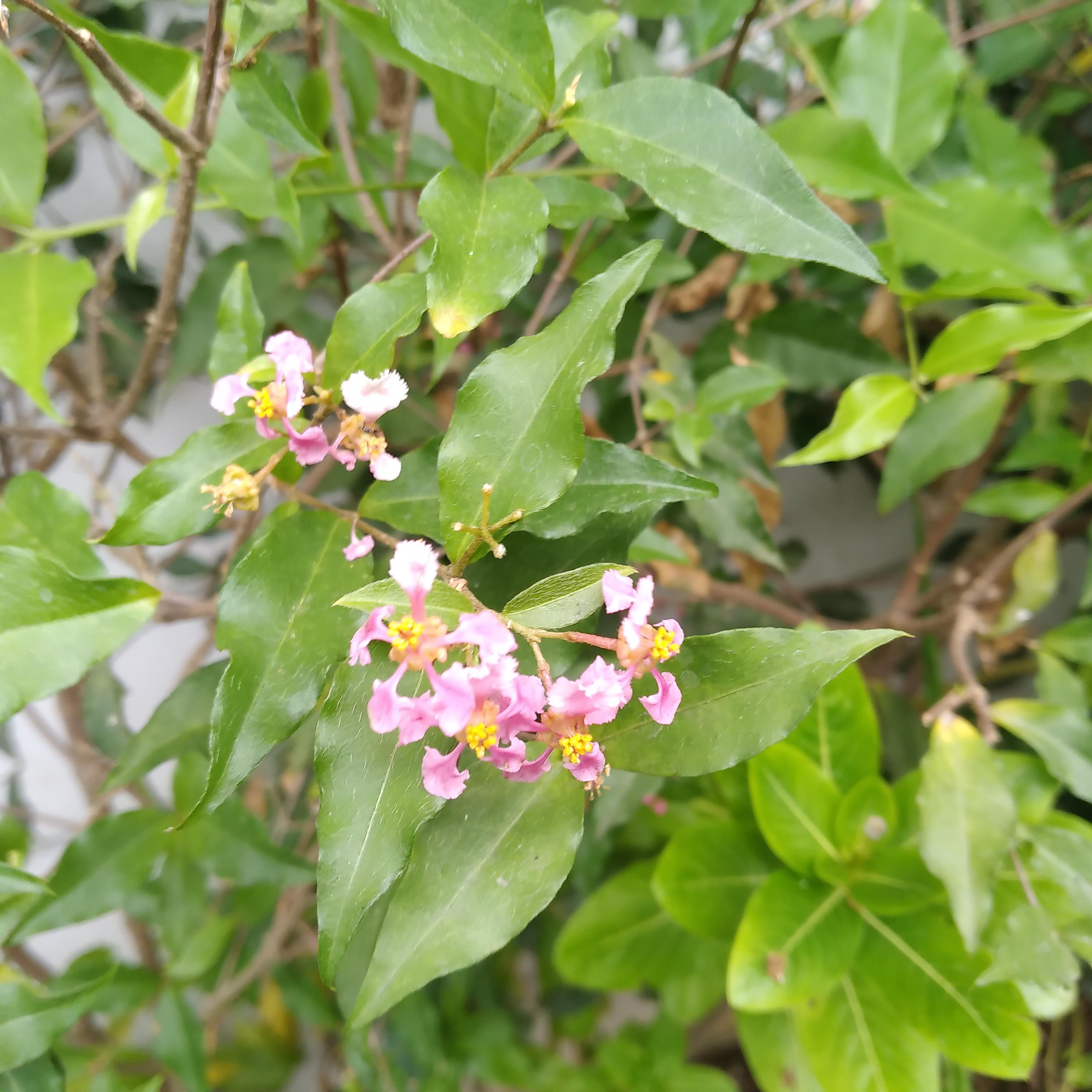 My grandma has been growing these plants yet we don't know the name, we