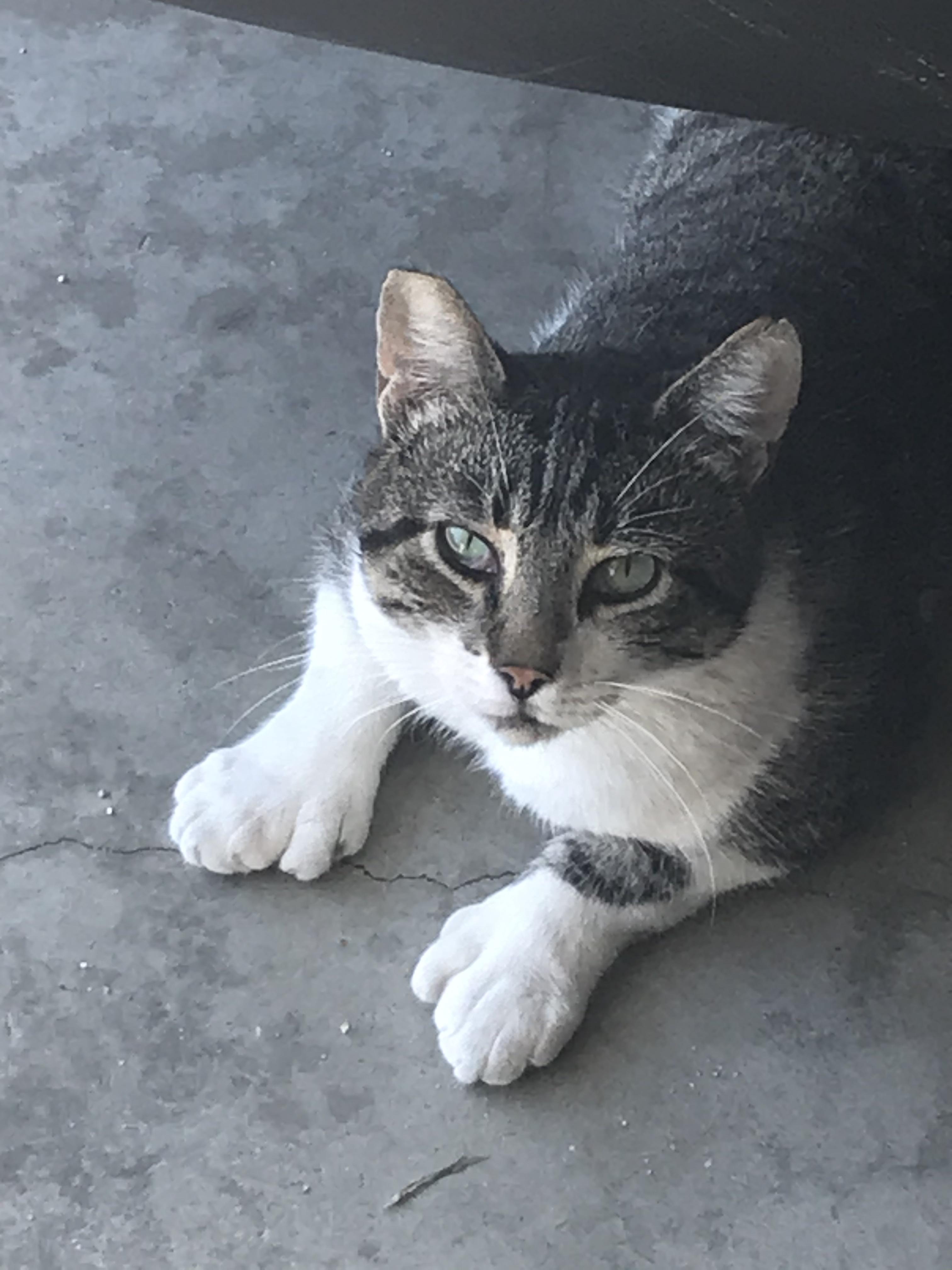 This cat with big paws r/mildlyinteresting