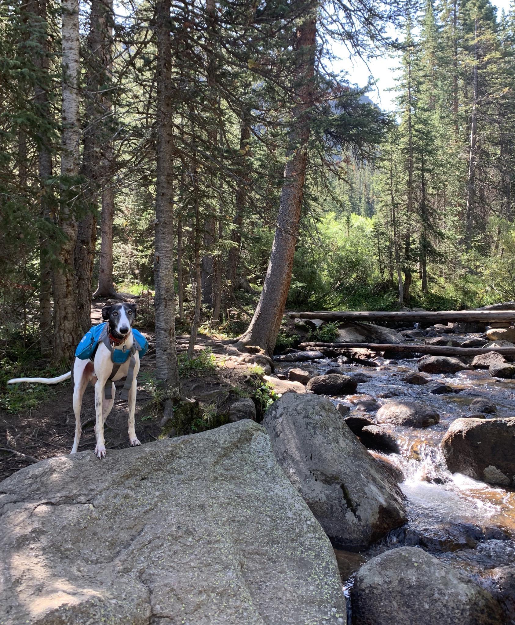Hiking in Colorado r/Greyhounds